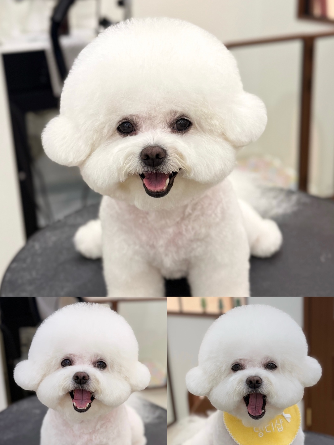 댕디샵 대표 이미지