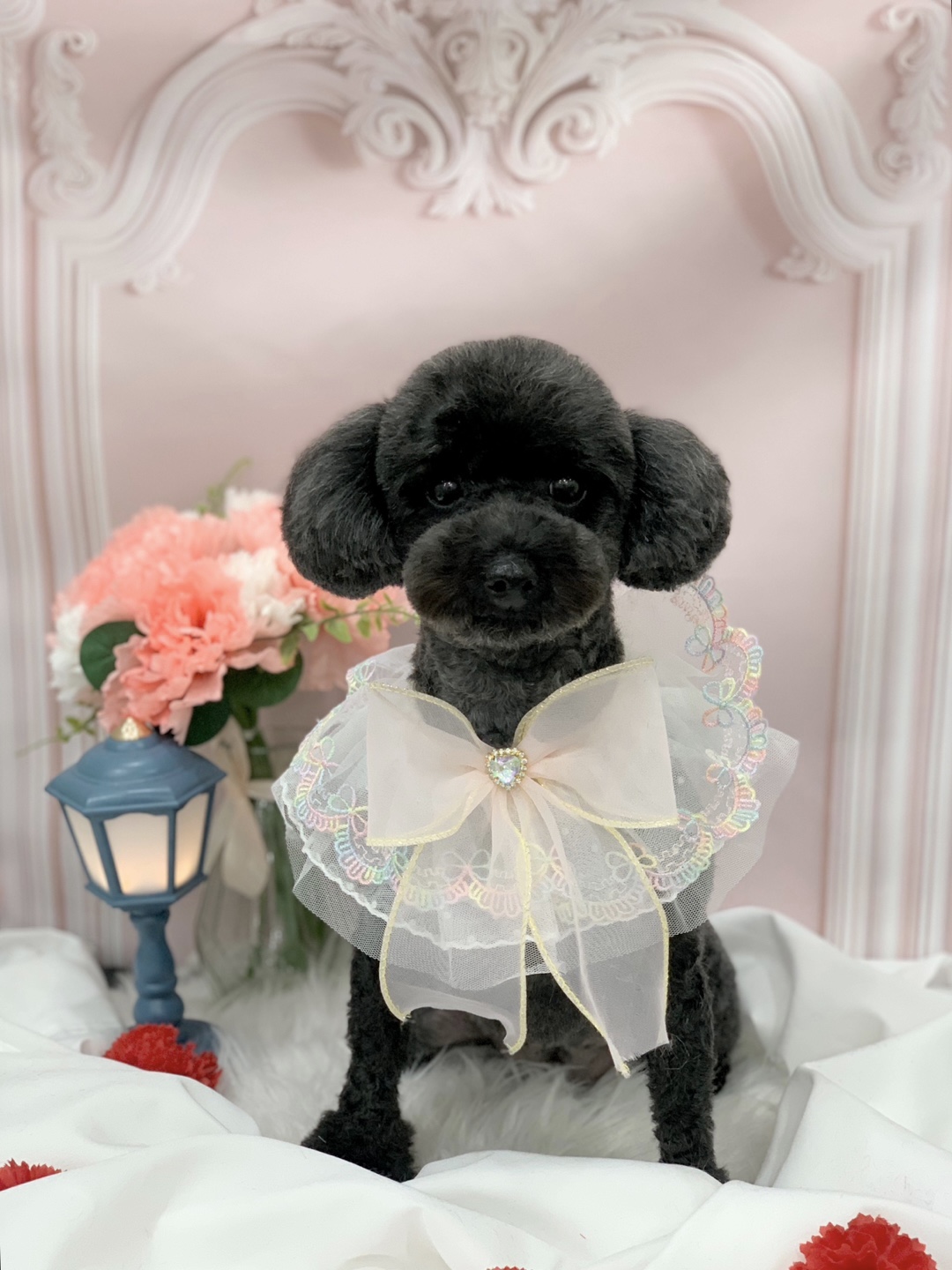 다온그루밍 대표 이미지