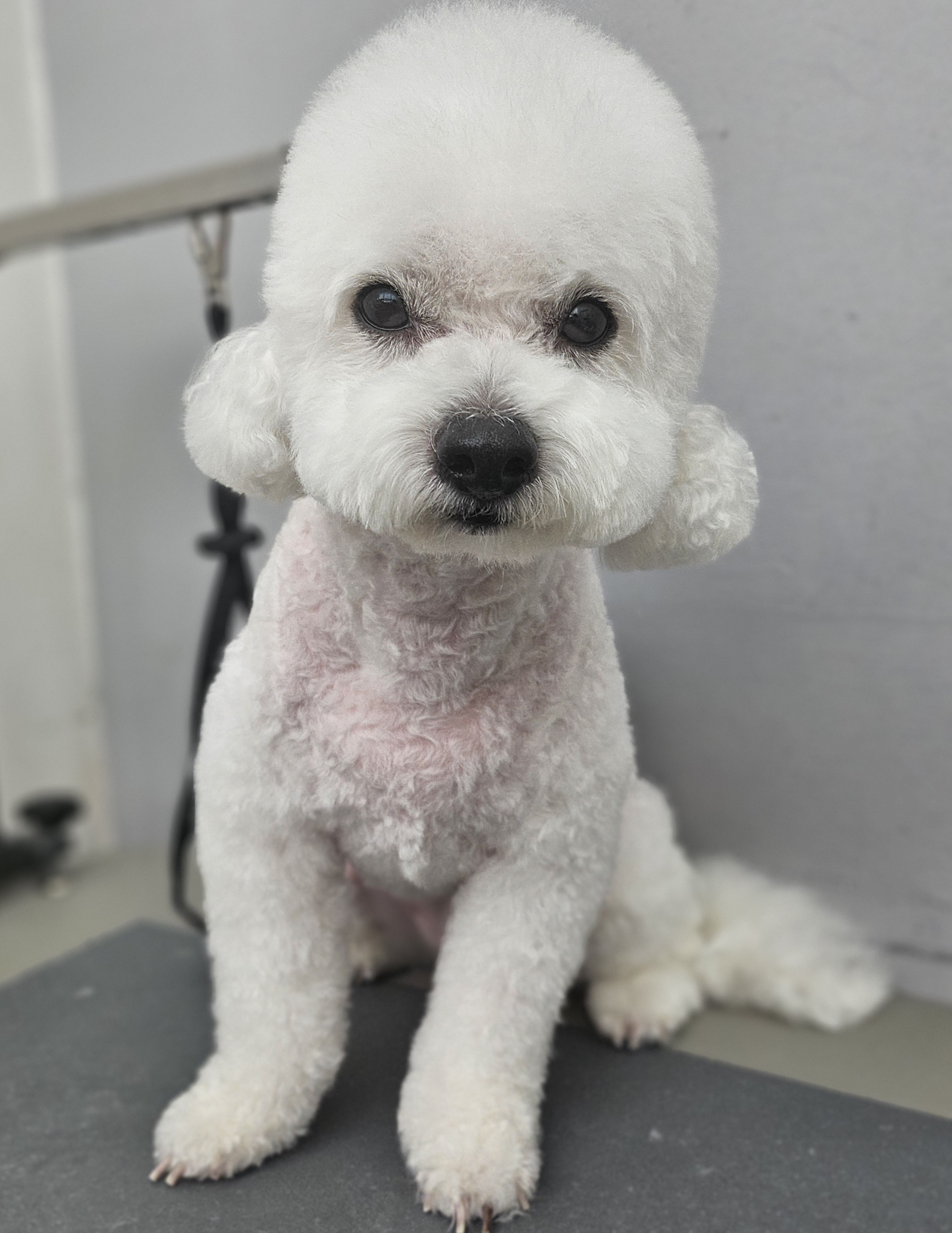 애견이야기 대표 이미지