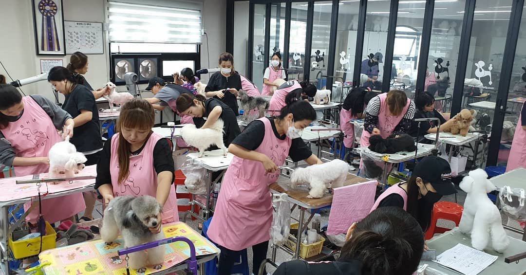 도쿠애견미용학원 대표 이미지