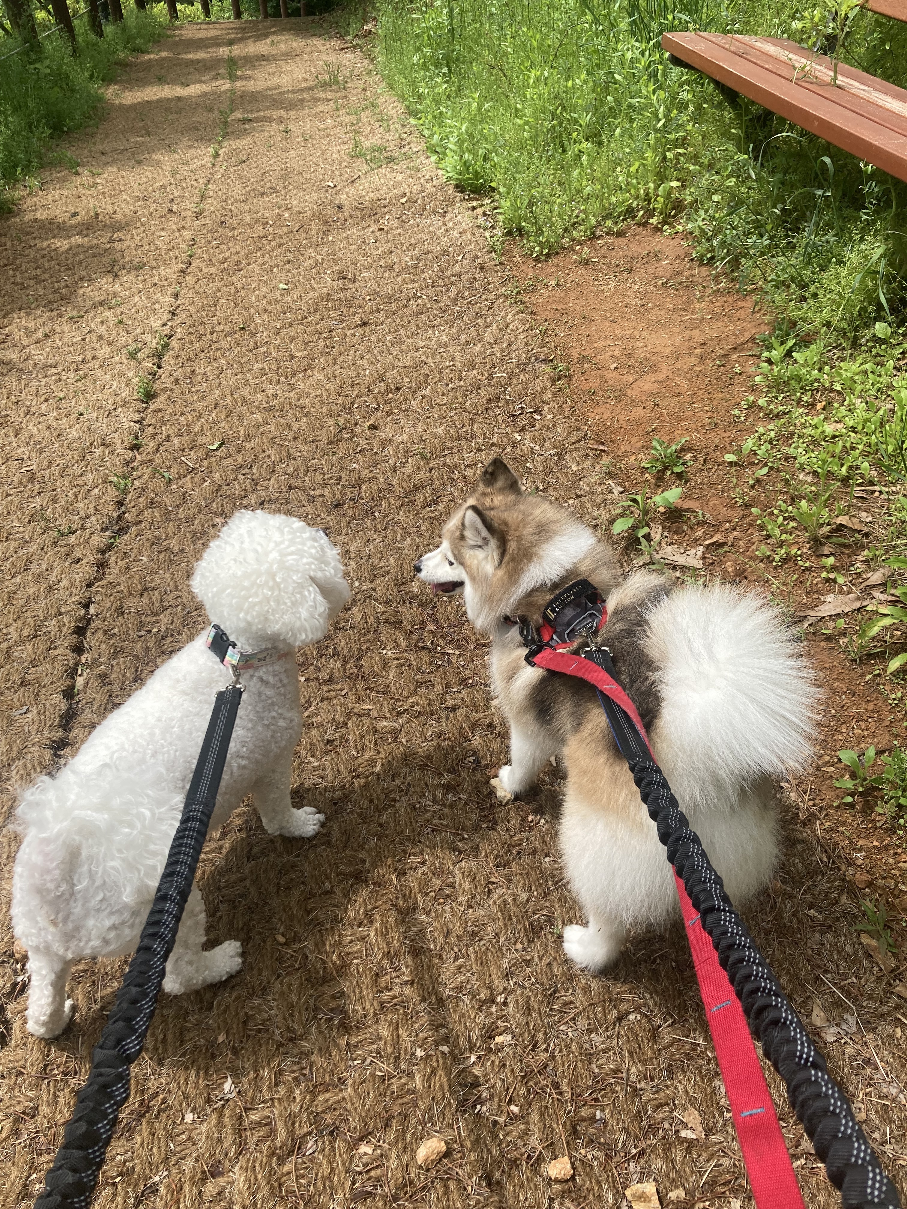 강아지의날 애견호텔 대표 이미지