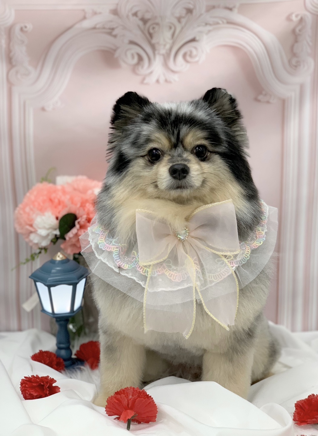 다온그루밍 대표 이미지