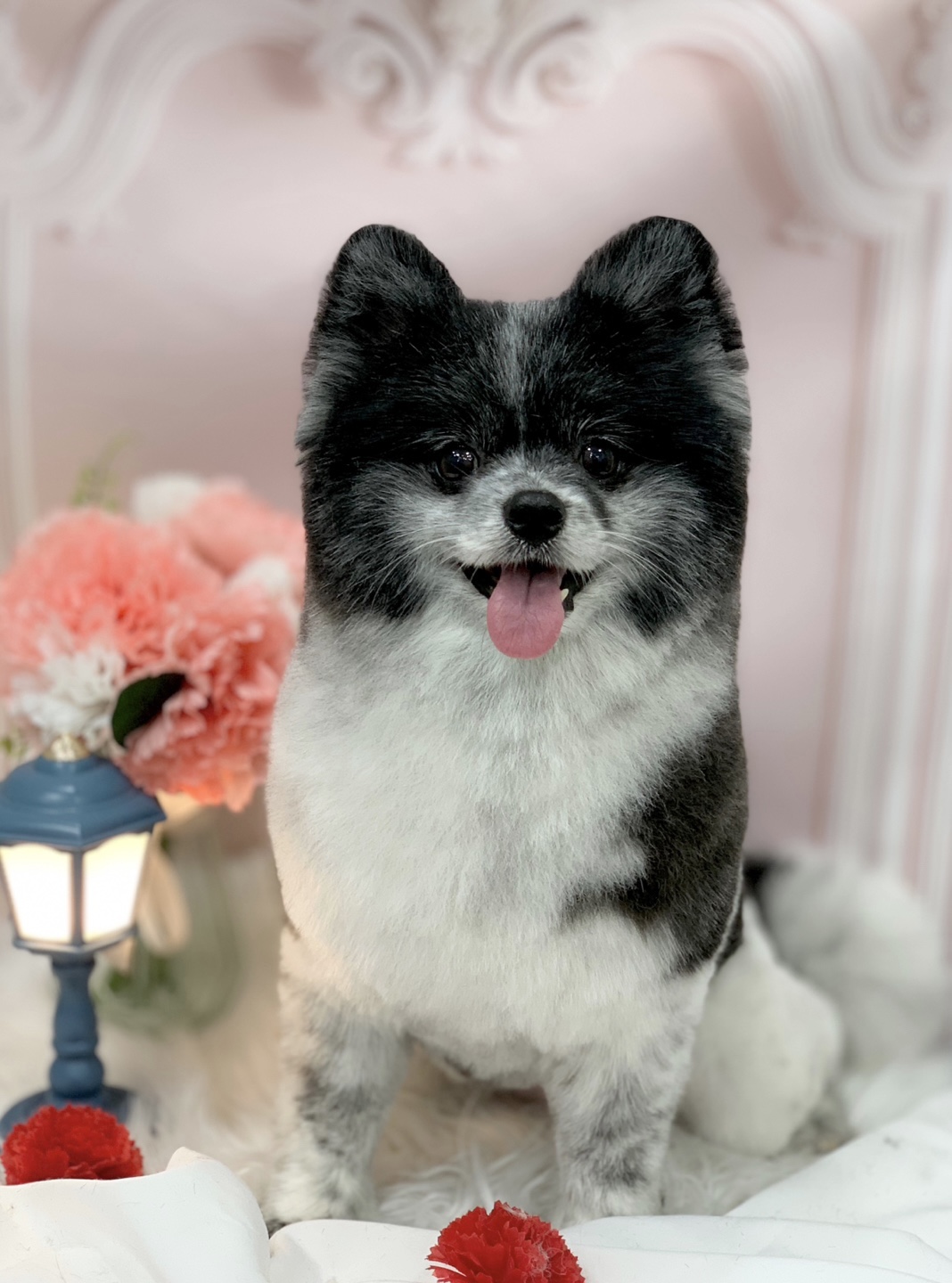 다온그루밍 대표 이미지