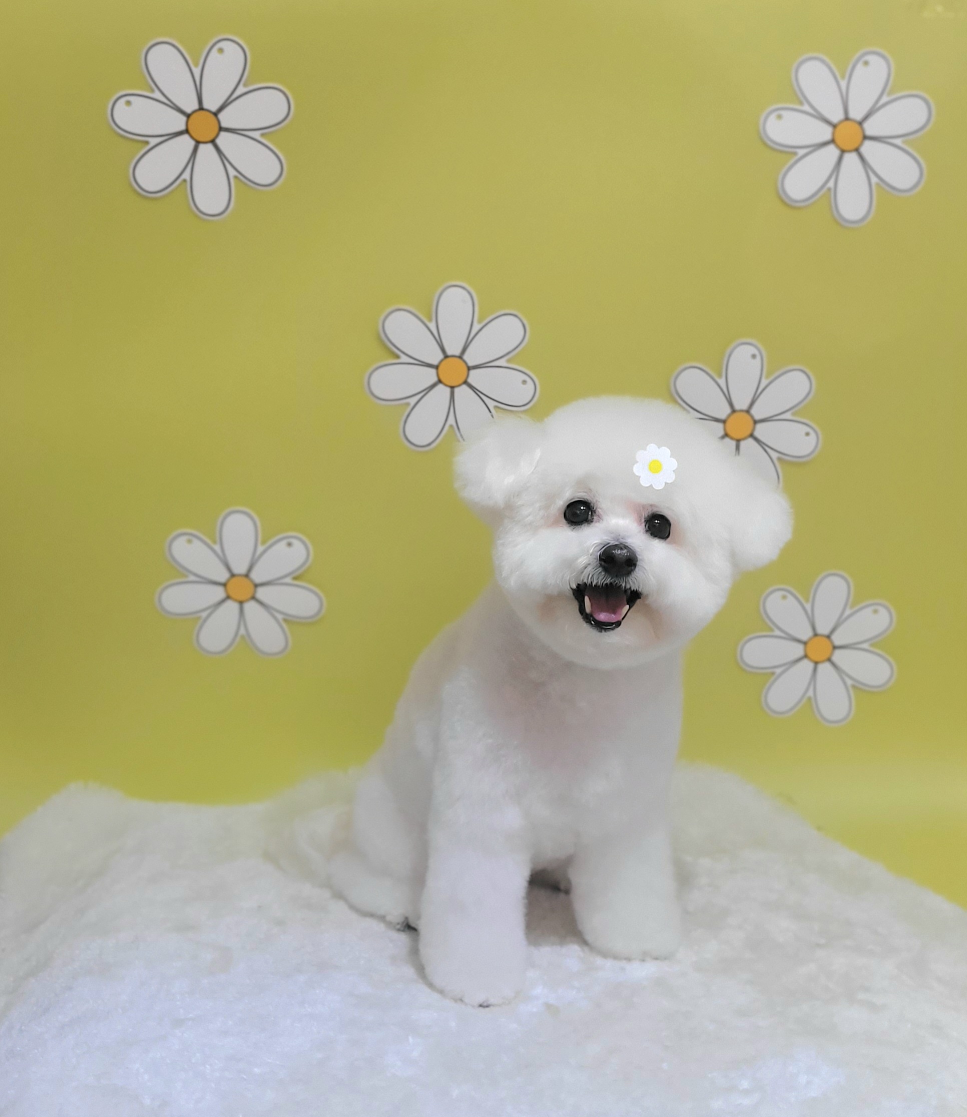 지안 펫 살롱 대표 이미지