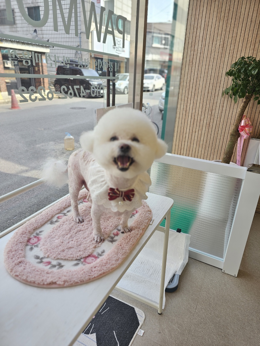 빠몽펫살롱 애견미용 대표 이미지