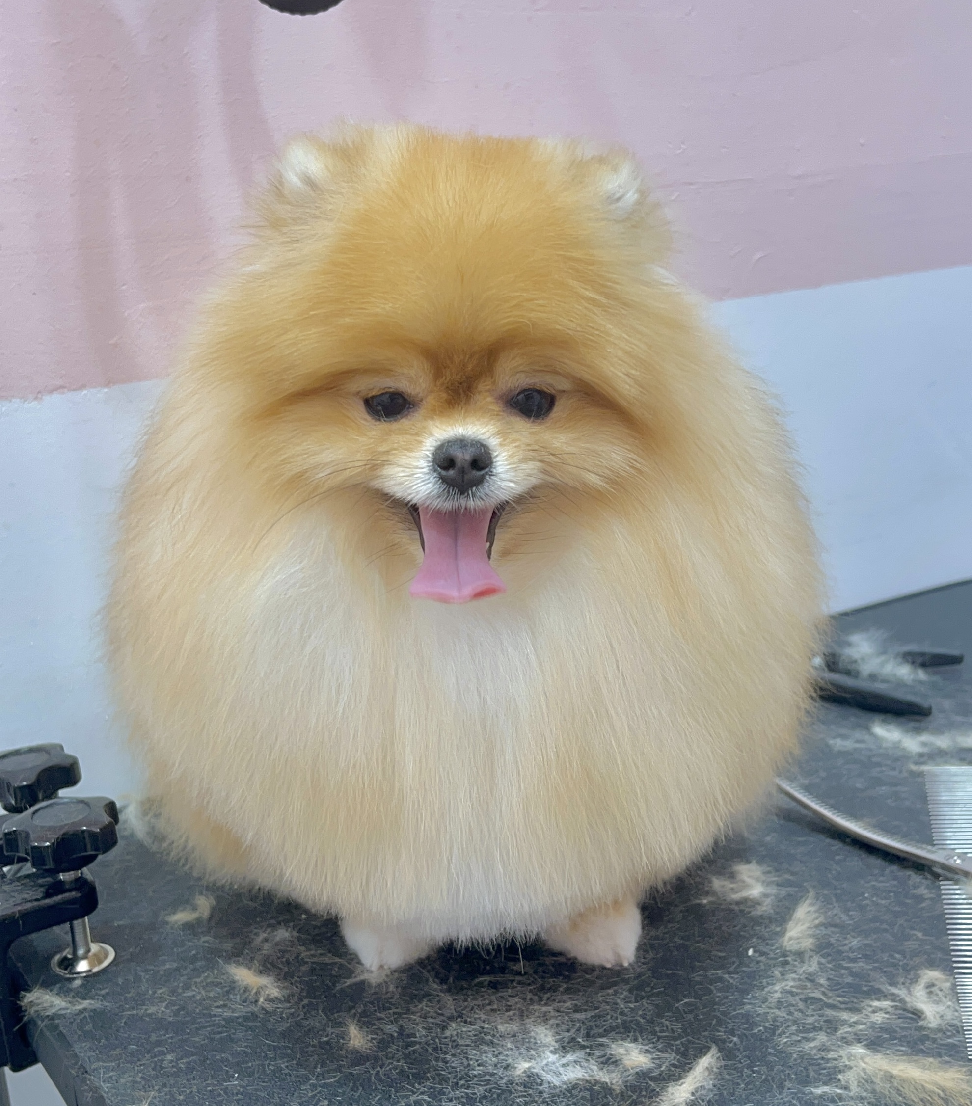 장미 미장원