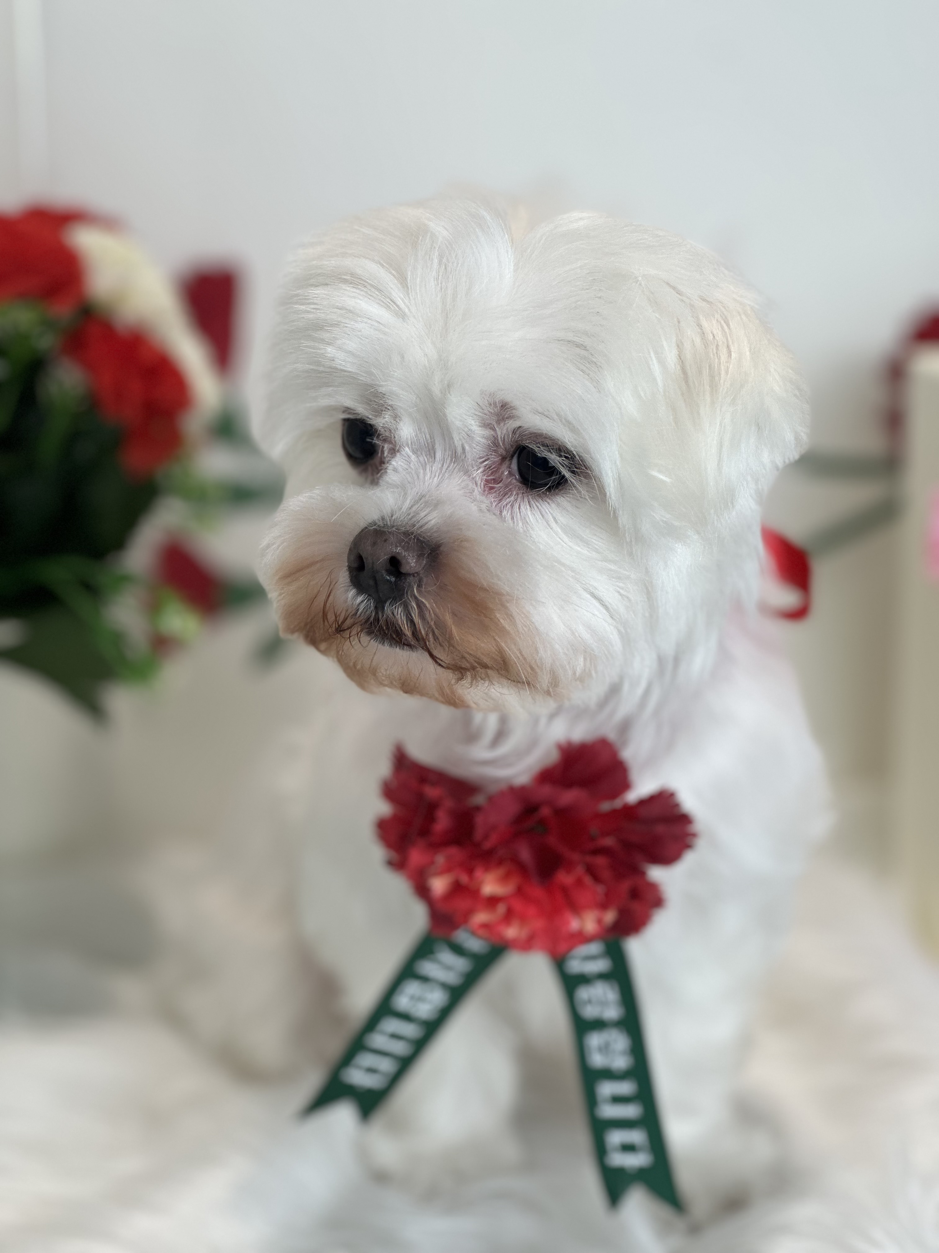 더푸르개 대표 이미지