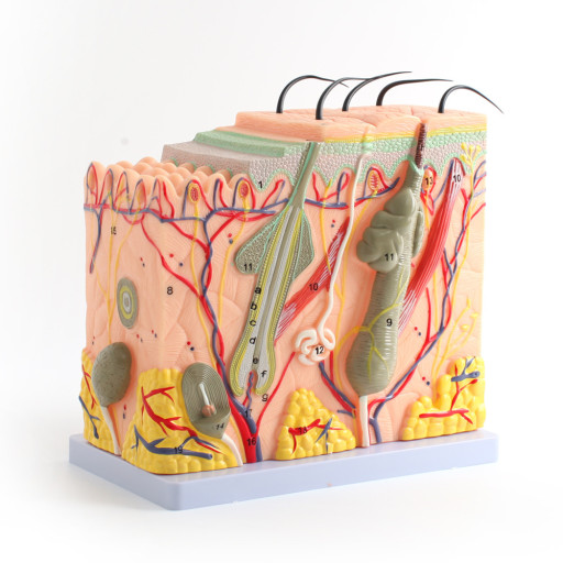 모리셋두피재생센터 당진점 대표 이미지