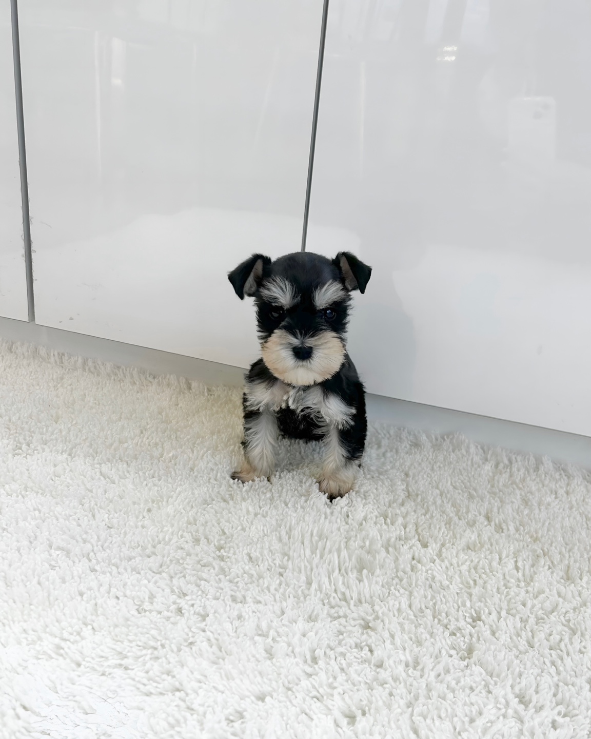 강아지분양 애견분양 퍼피플라워 하남점 대표 이미지