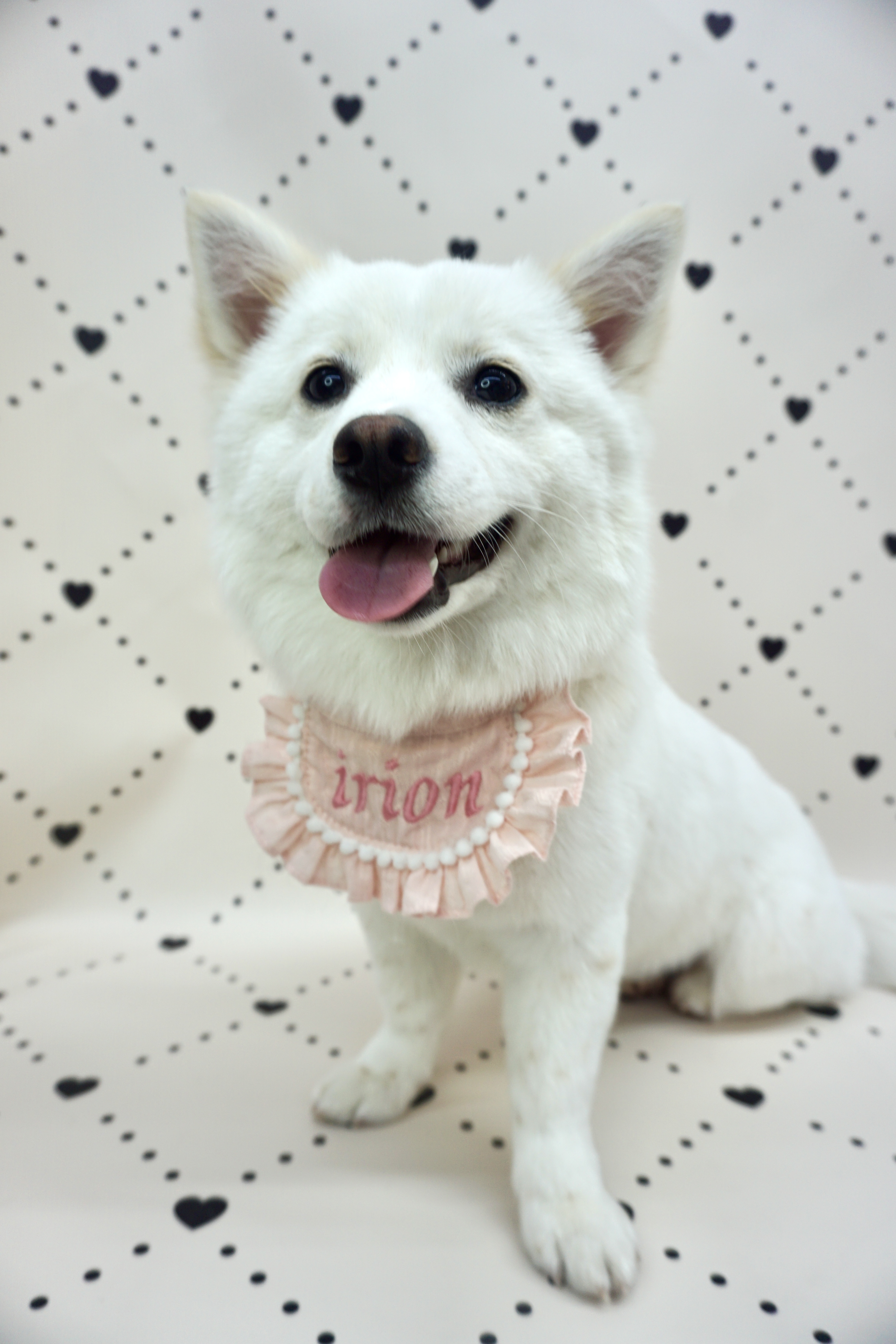 이리온댕댕 대표 이미지