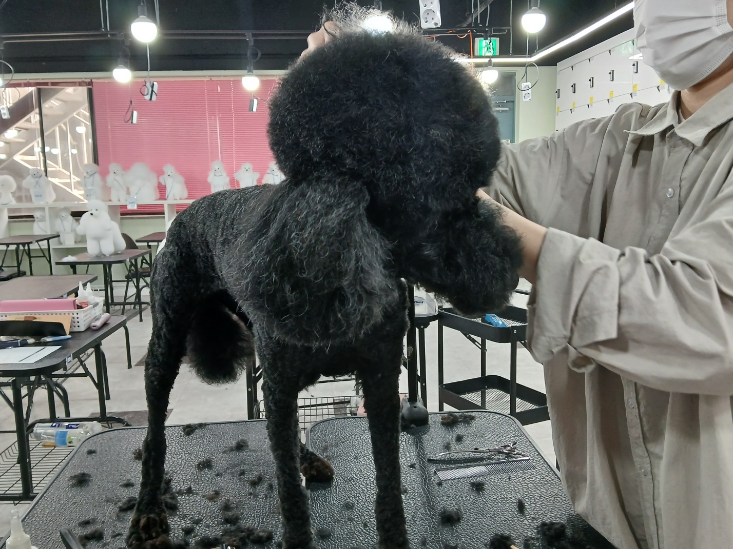 이바우펫애견미용학원 부산덕천아카데미