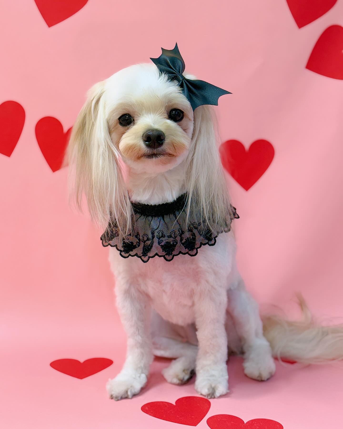 유포리아 대표 이미지