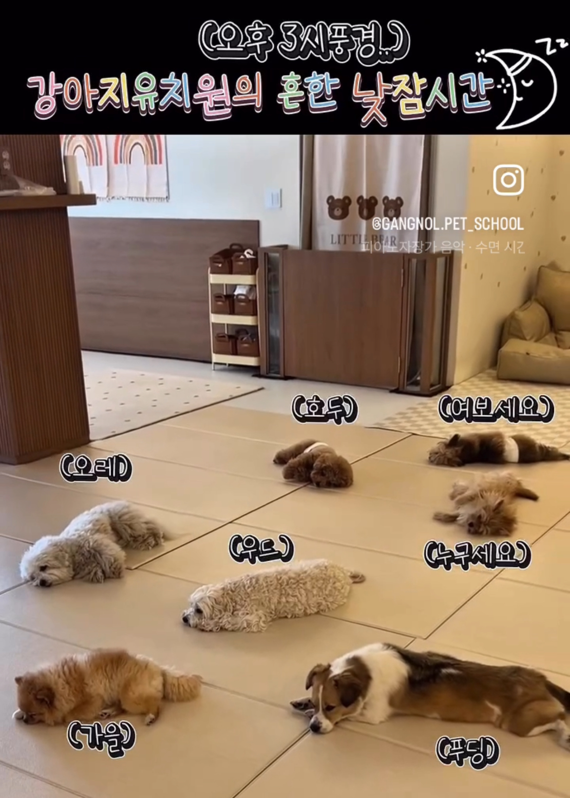 강놀애견유치원 대표 이미지