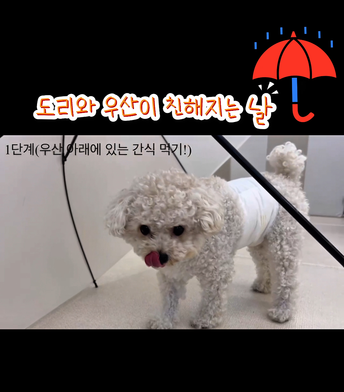 강놀애견유치원 대표 이미지