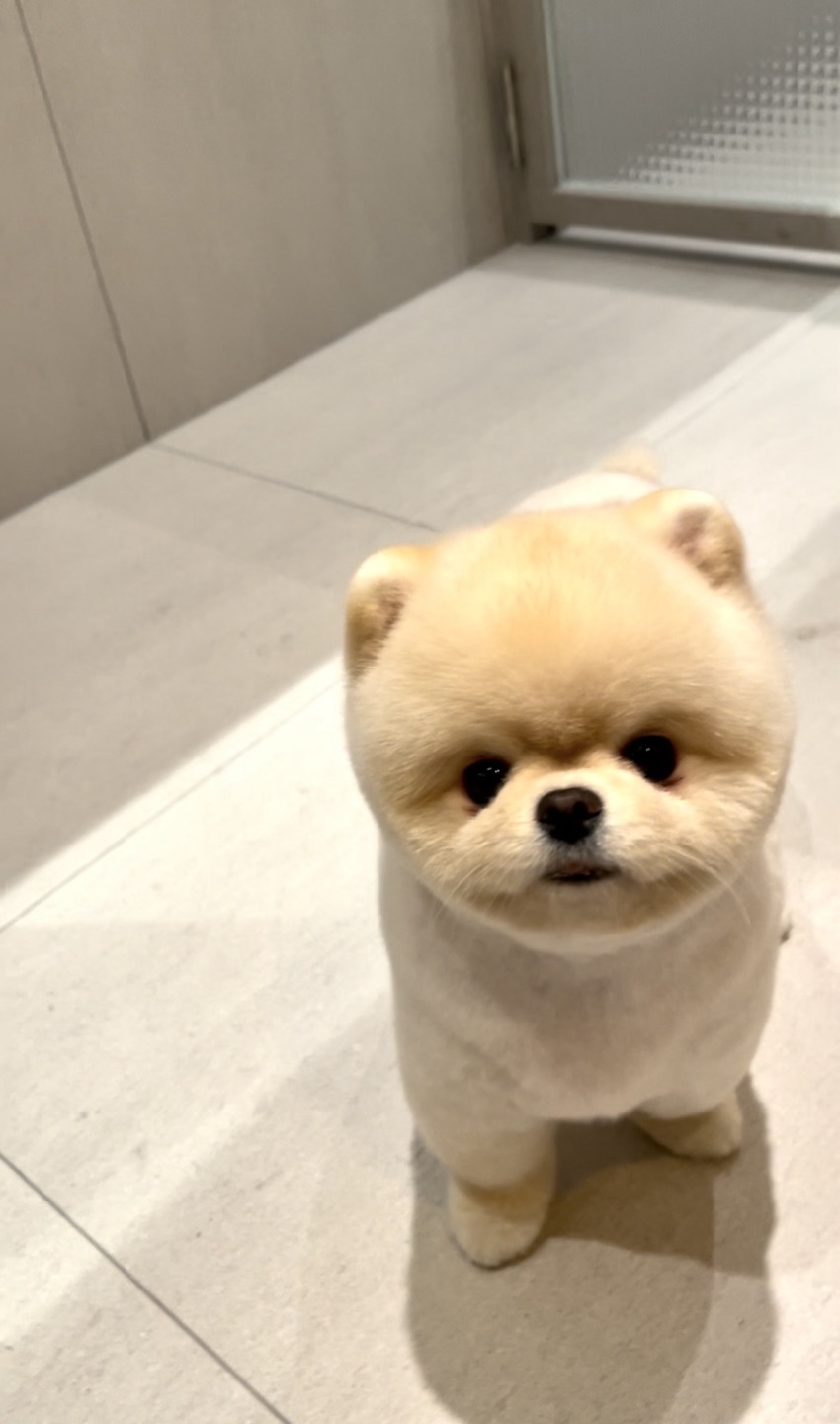 펄세이 도그 그루밍 강남삼성동본점 대표 이미지