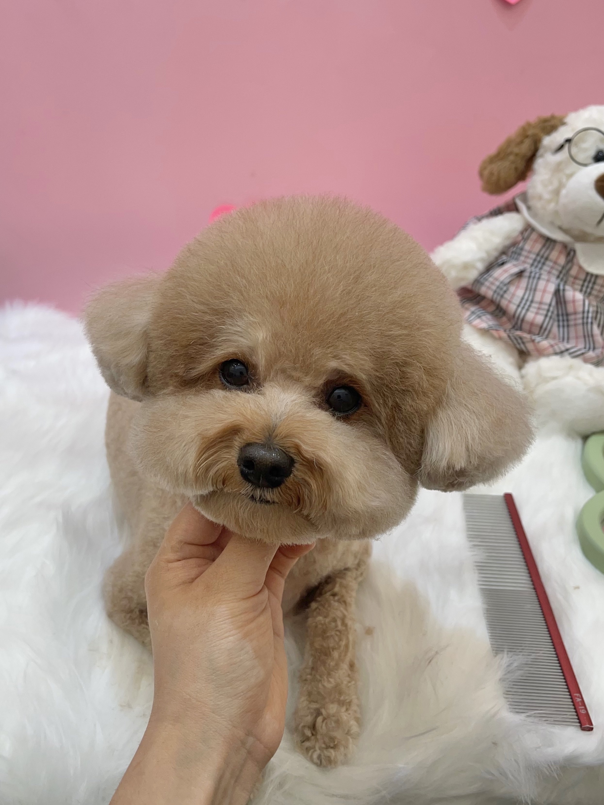 도기그루밍 대표 이미지