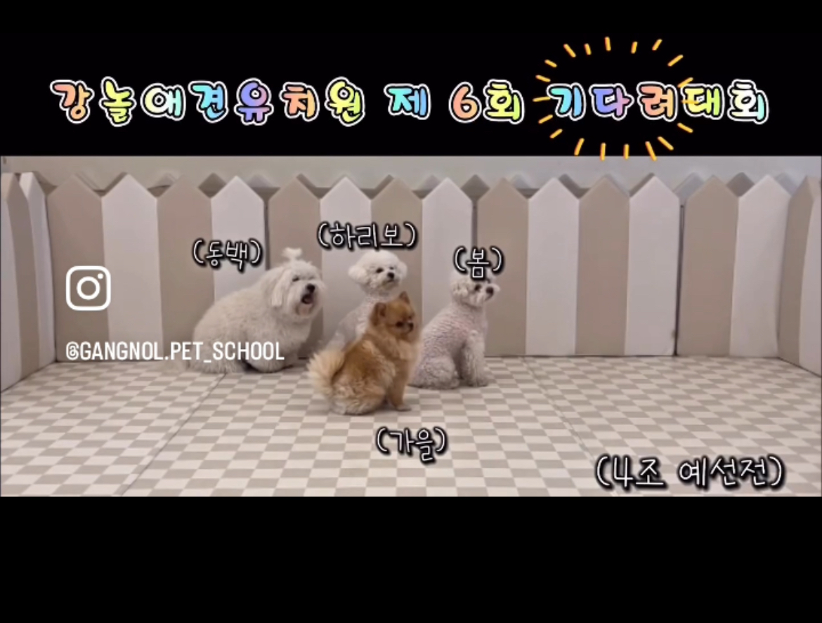 강놀애견유치원 대표 이미지