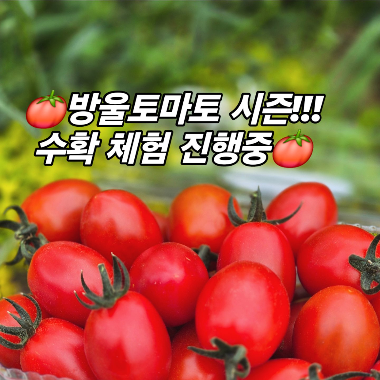 행복한농장