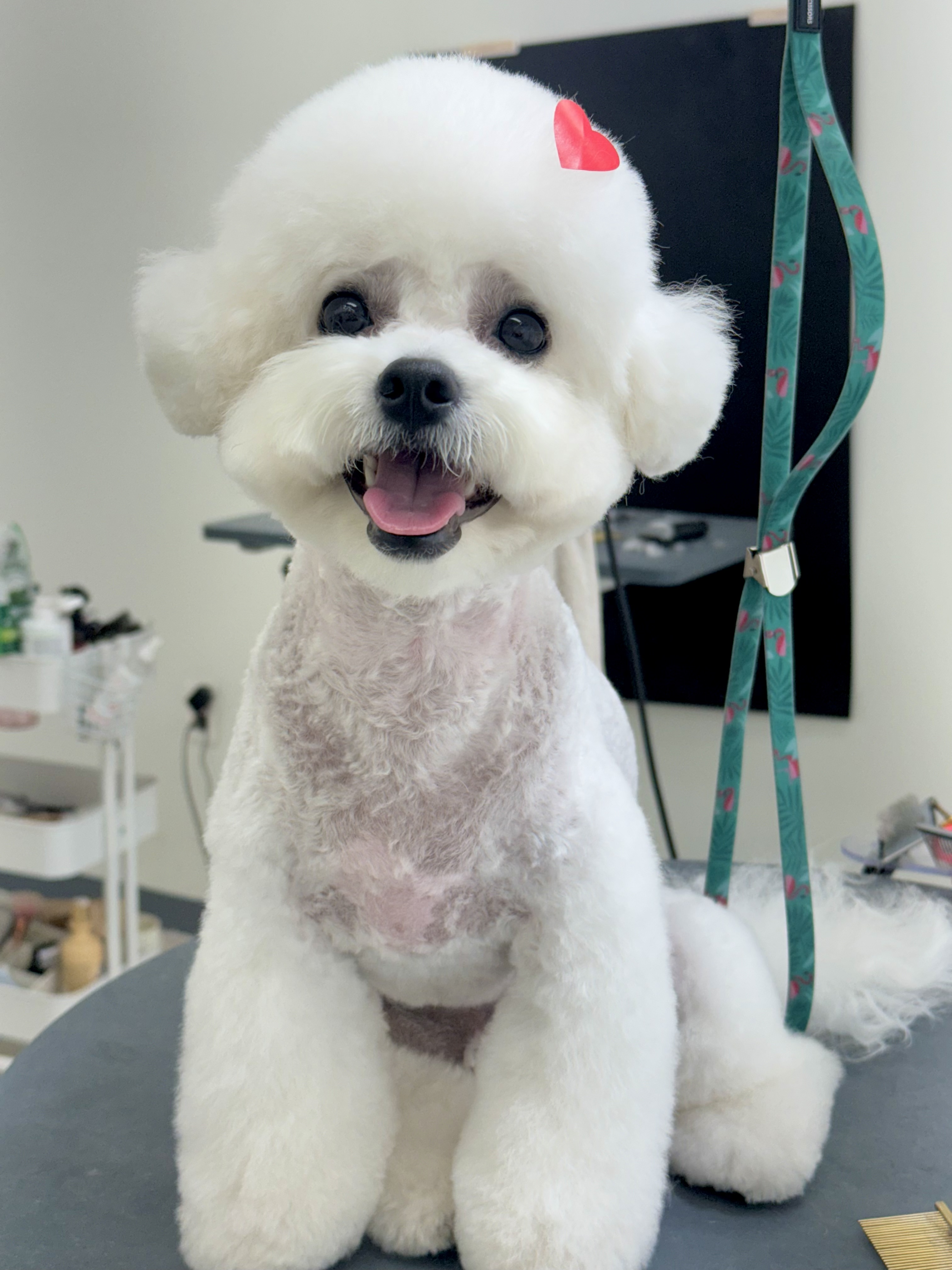 뽀숑뽀숑 대표 이미지