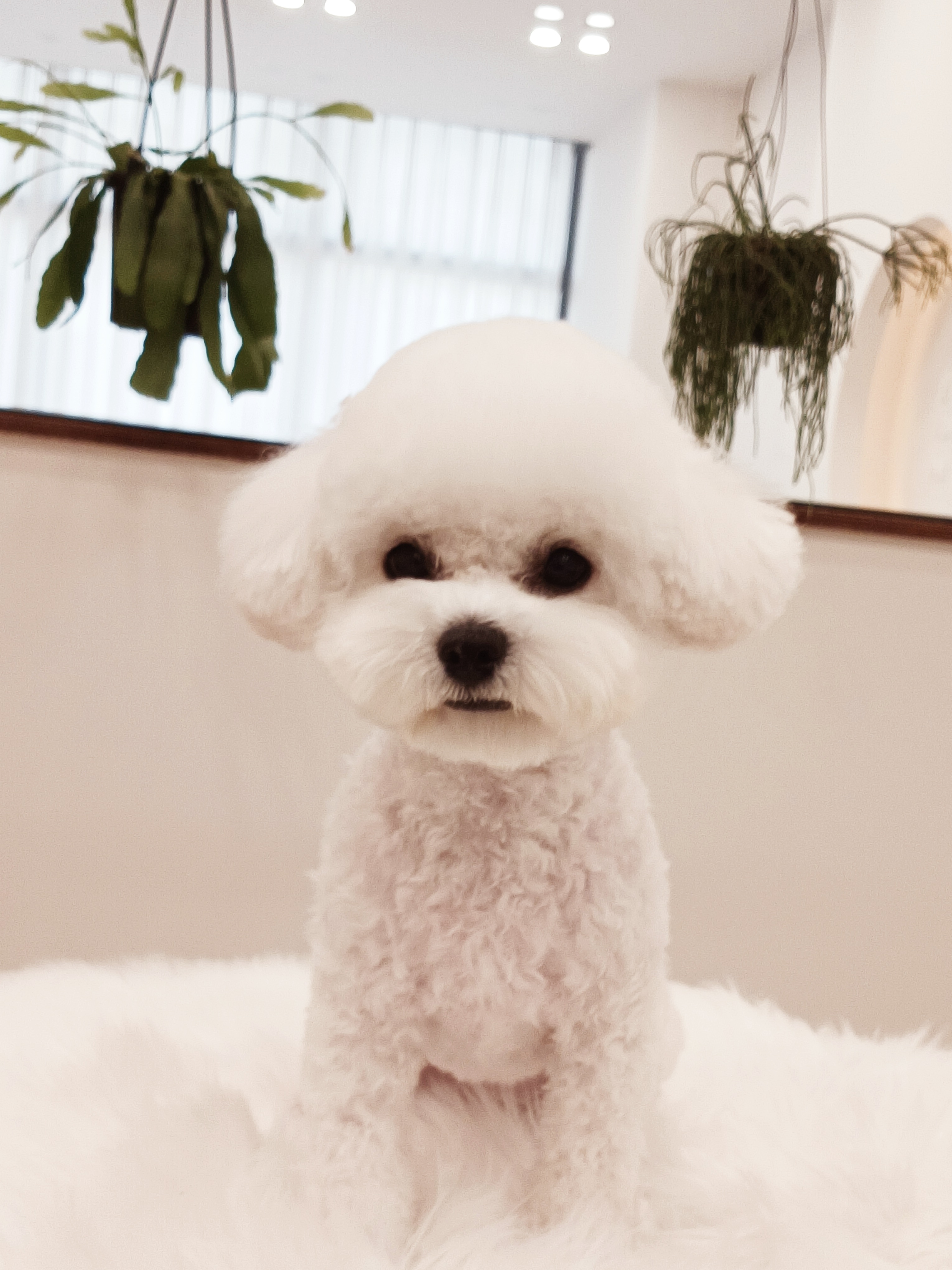 퐁키살롱