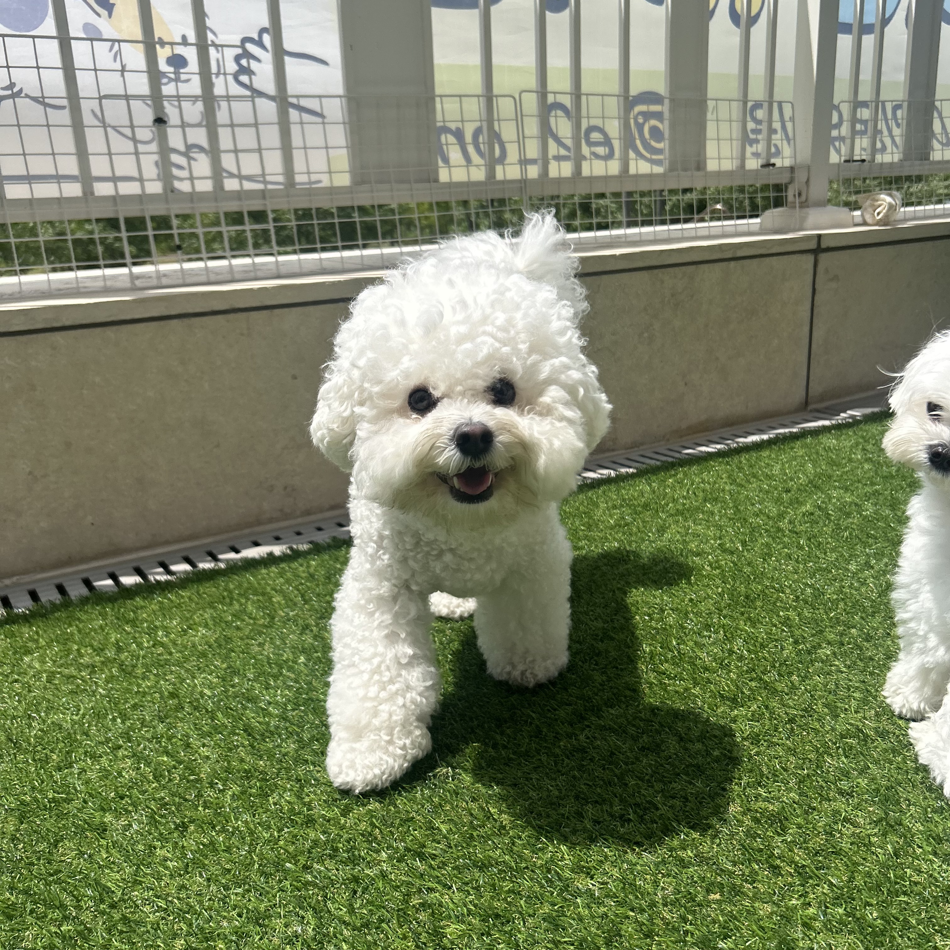이리온 동탄 애견유치원 애견호텔 대표 이미지