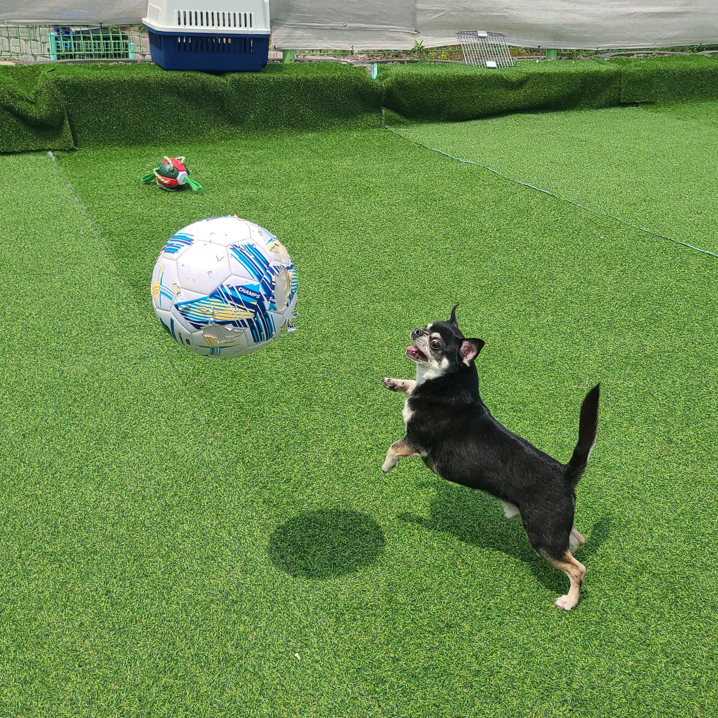 이리온 동탄 애견유치원 애견호텔 대표 이미지