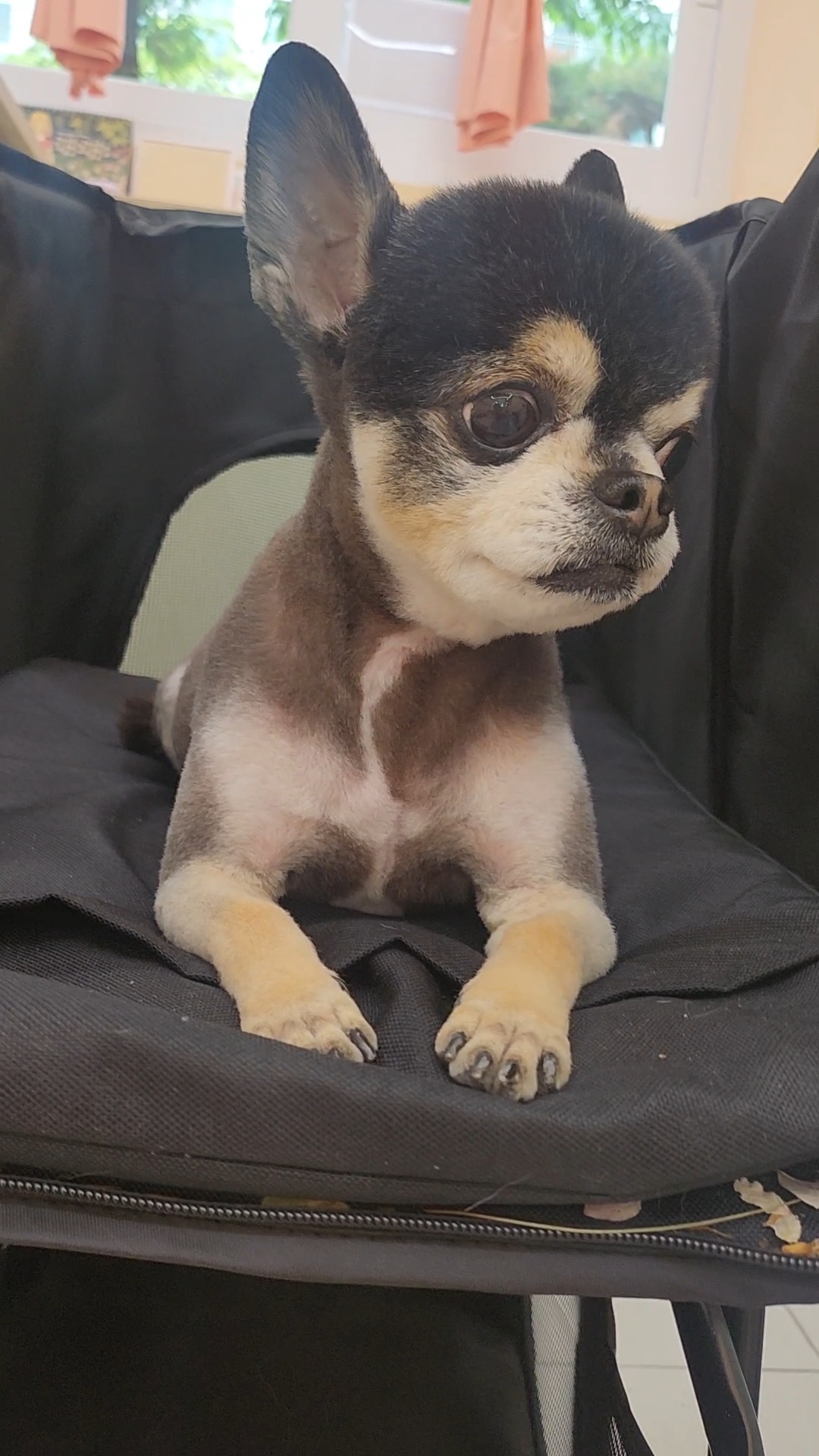 쥬뗌몽슈 대표 이미지