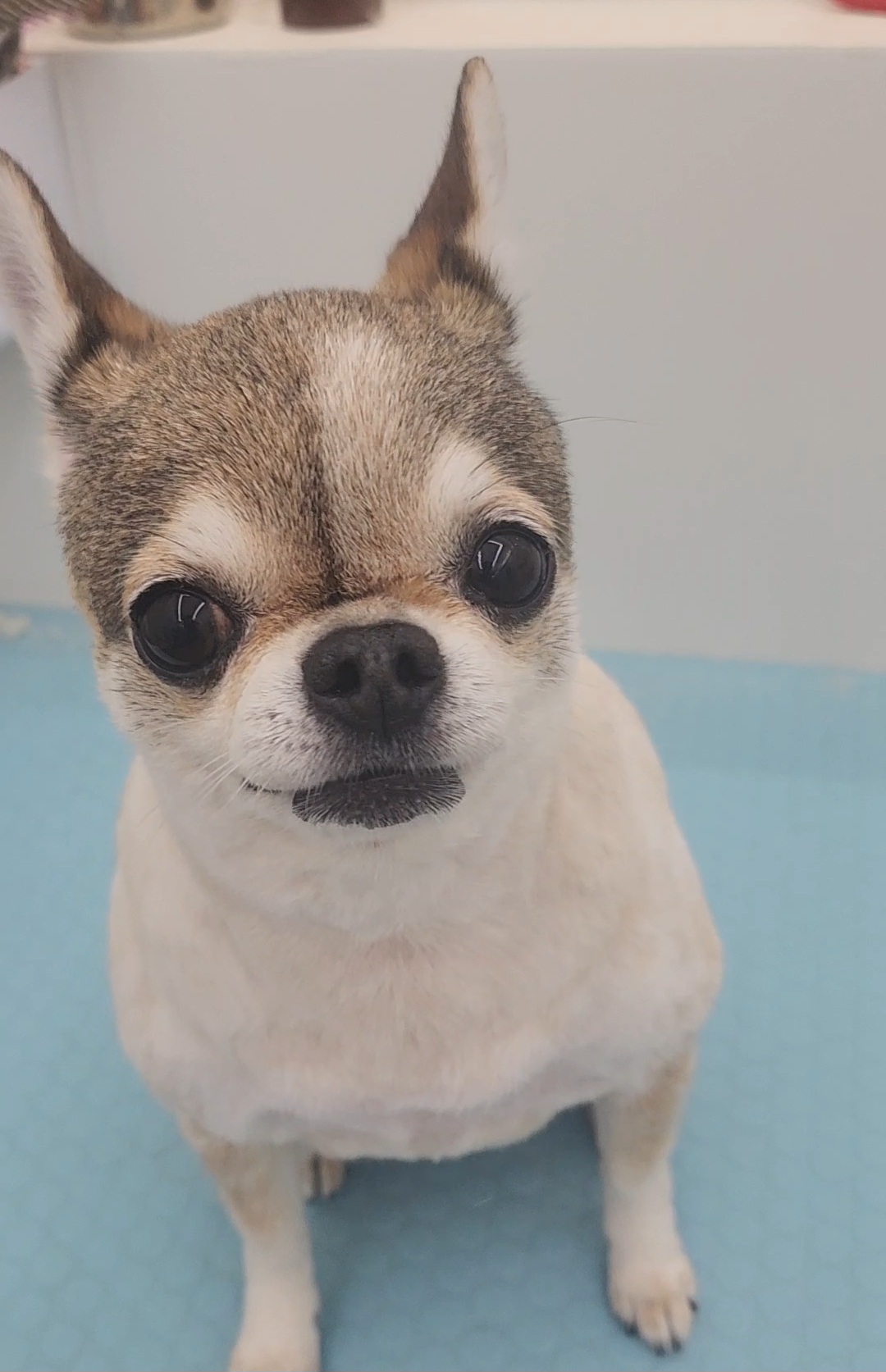 쥬뗌몽슈 대표 이미지