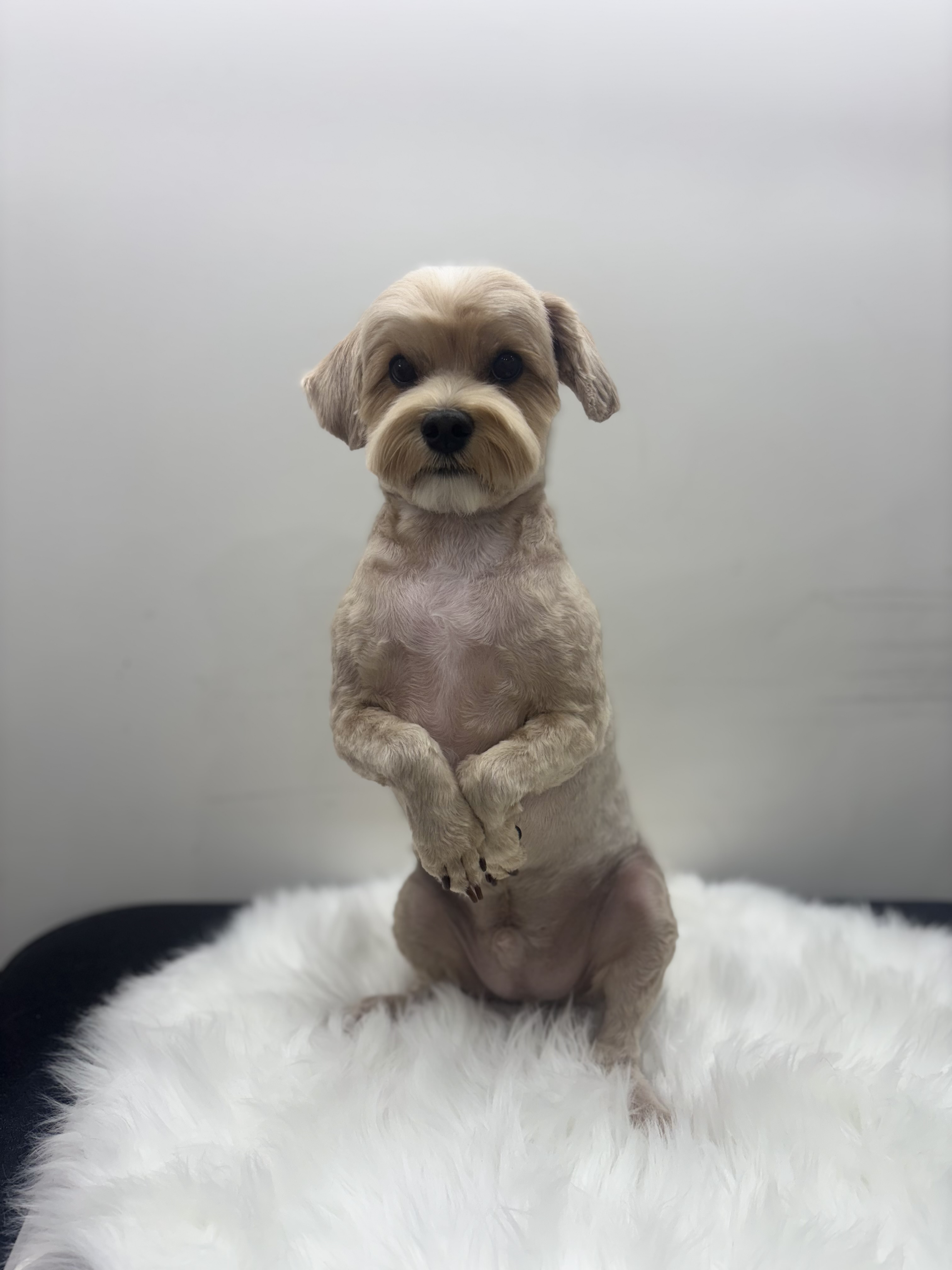 뽀그리독 대표 이미지