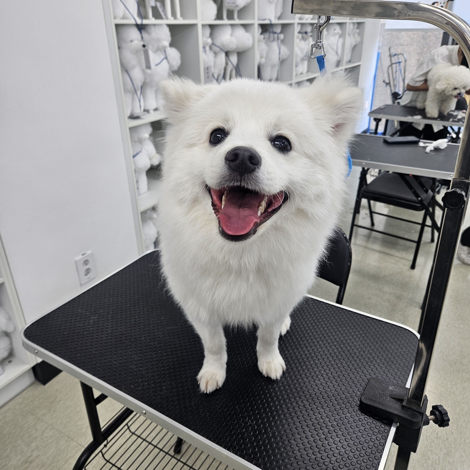 종로애견미용학원 이바우펫 대표 이미지