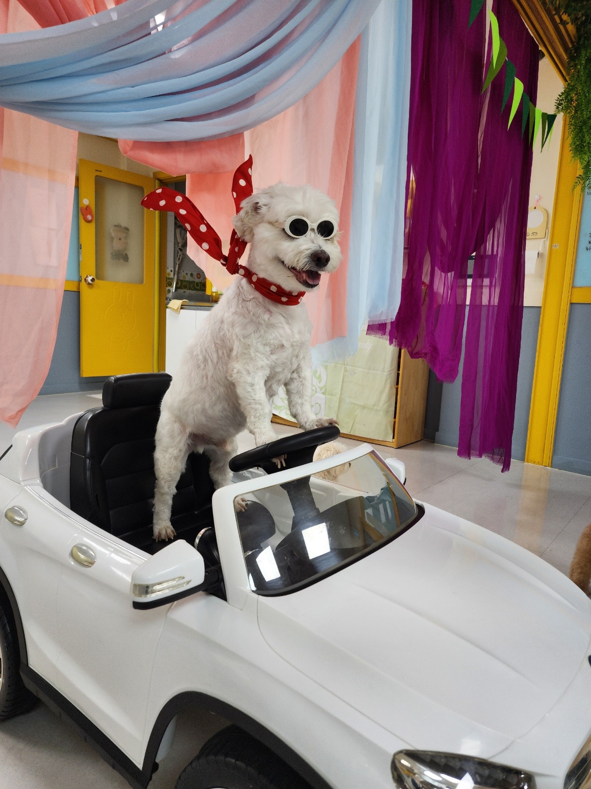 도그포레 대표 이미지