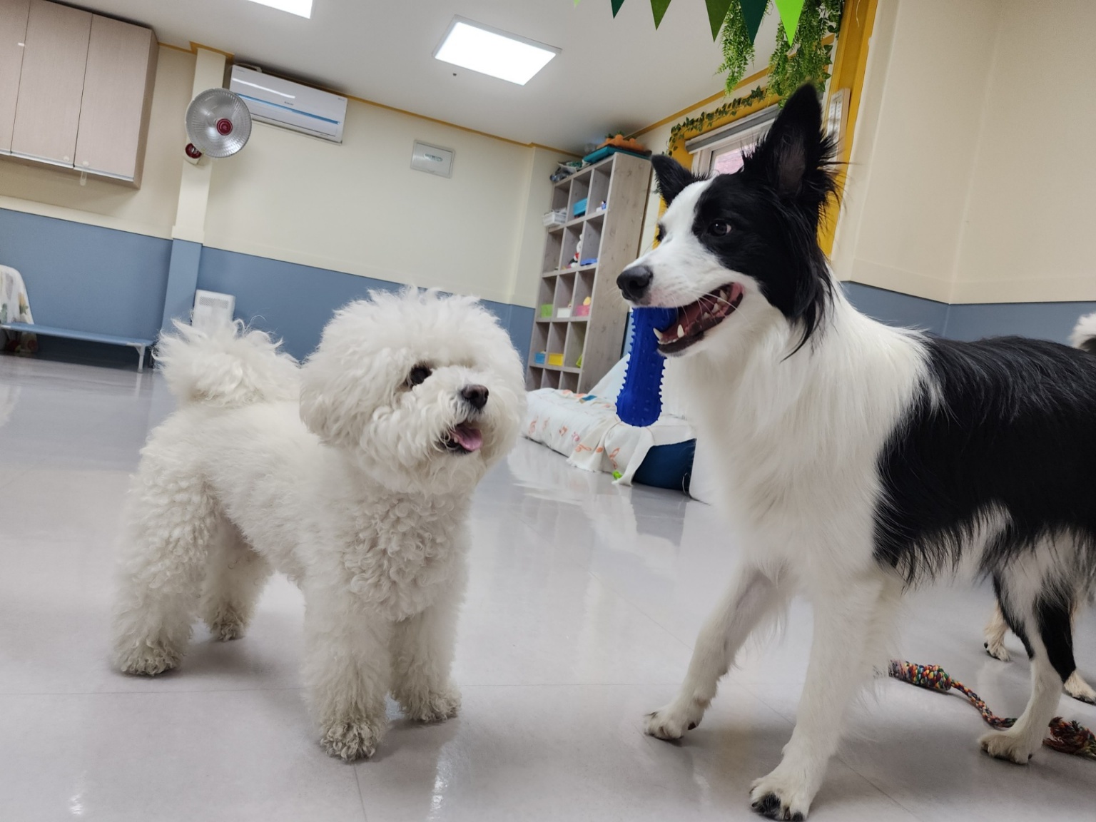 도그포레 대표 이미지