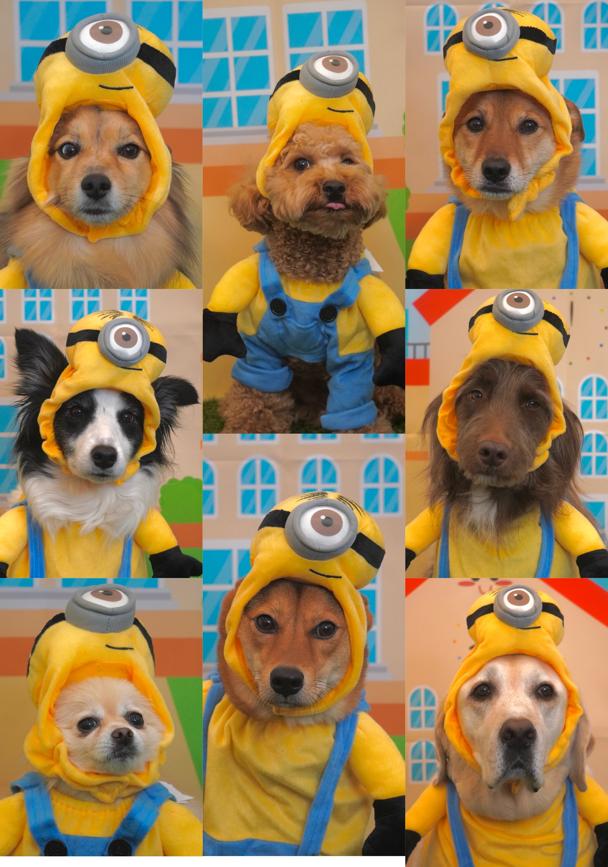 꼬리 흔드는 강아지 대표 이미지