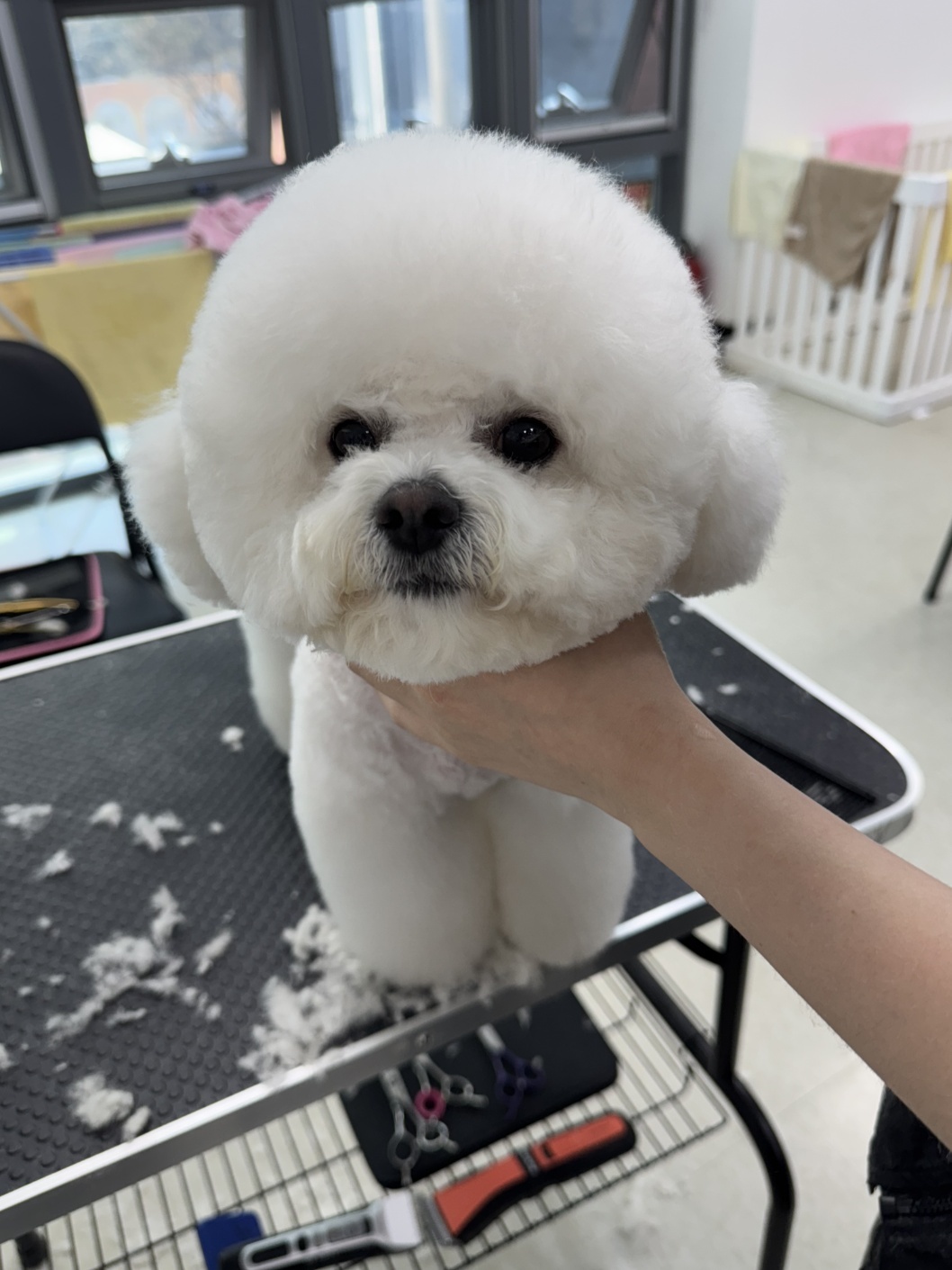 종로 이바우펫 대표 이미지