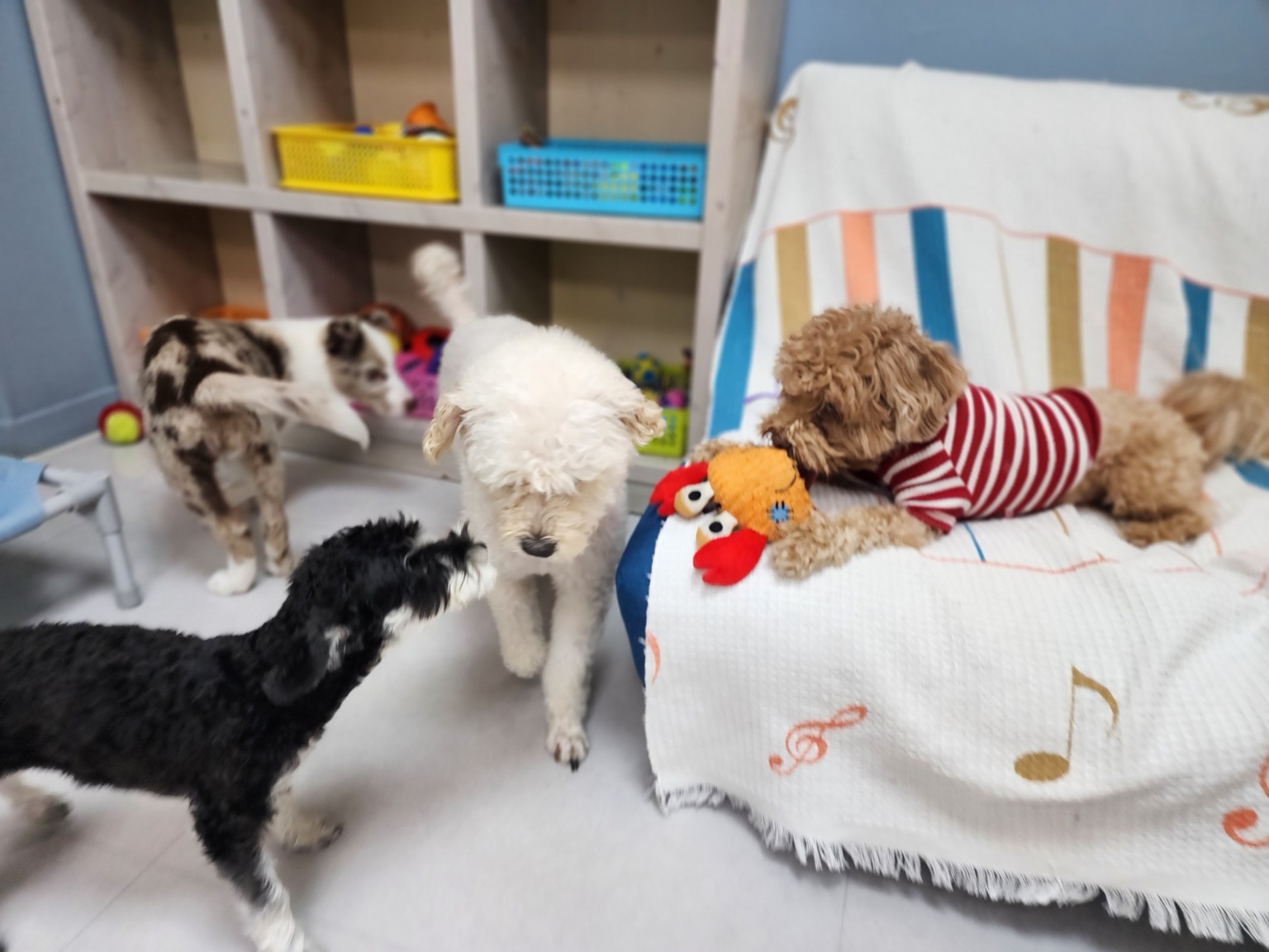 도그포레 대표 이미지