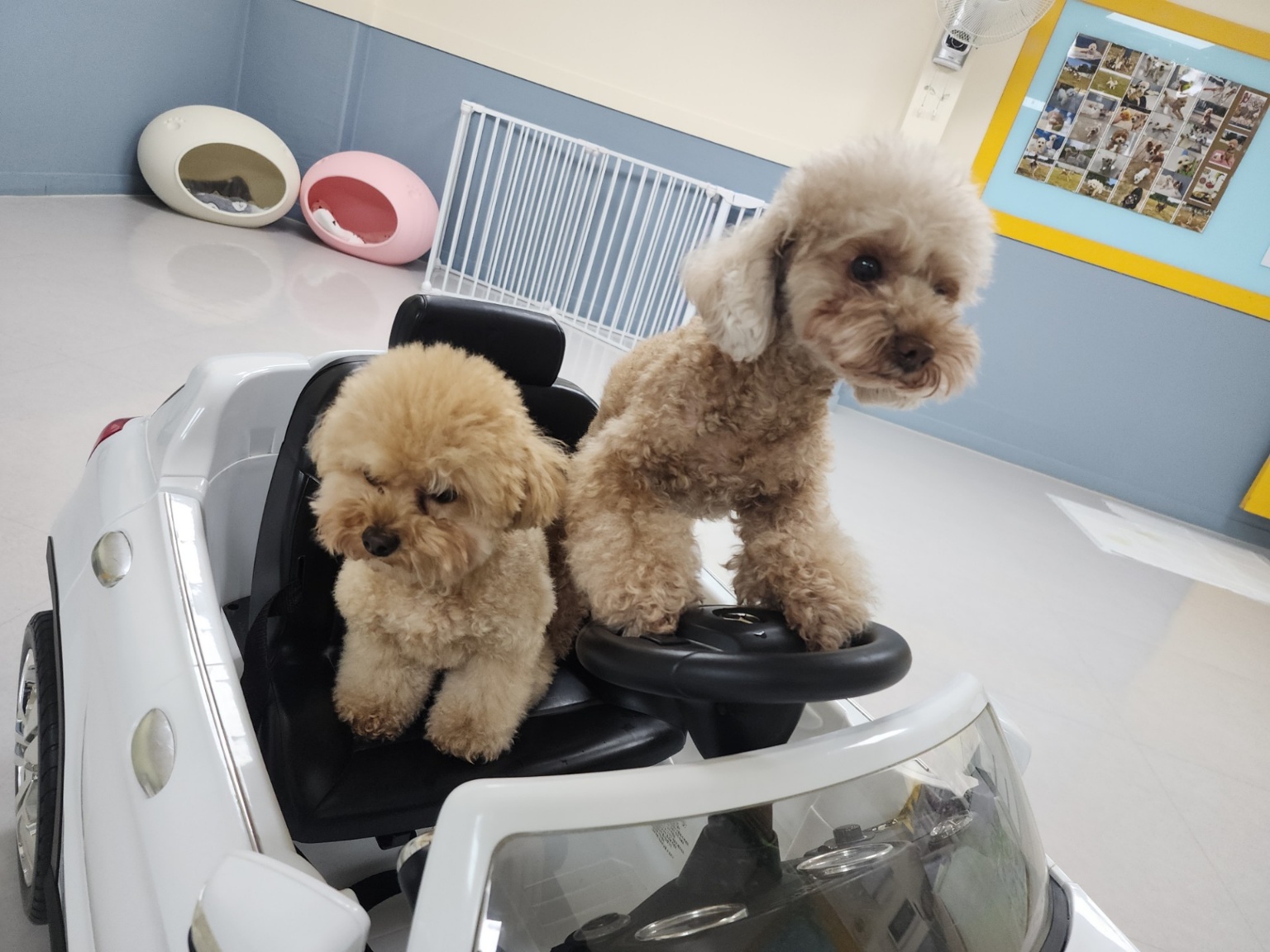 도그포레 대표 이미지