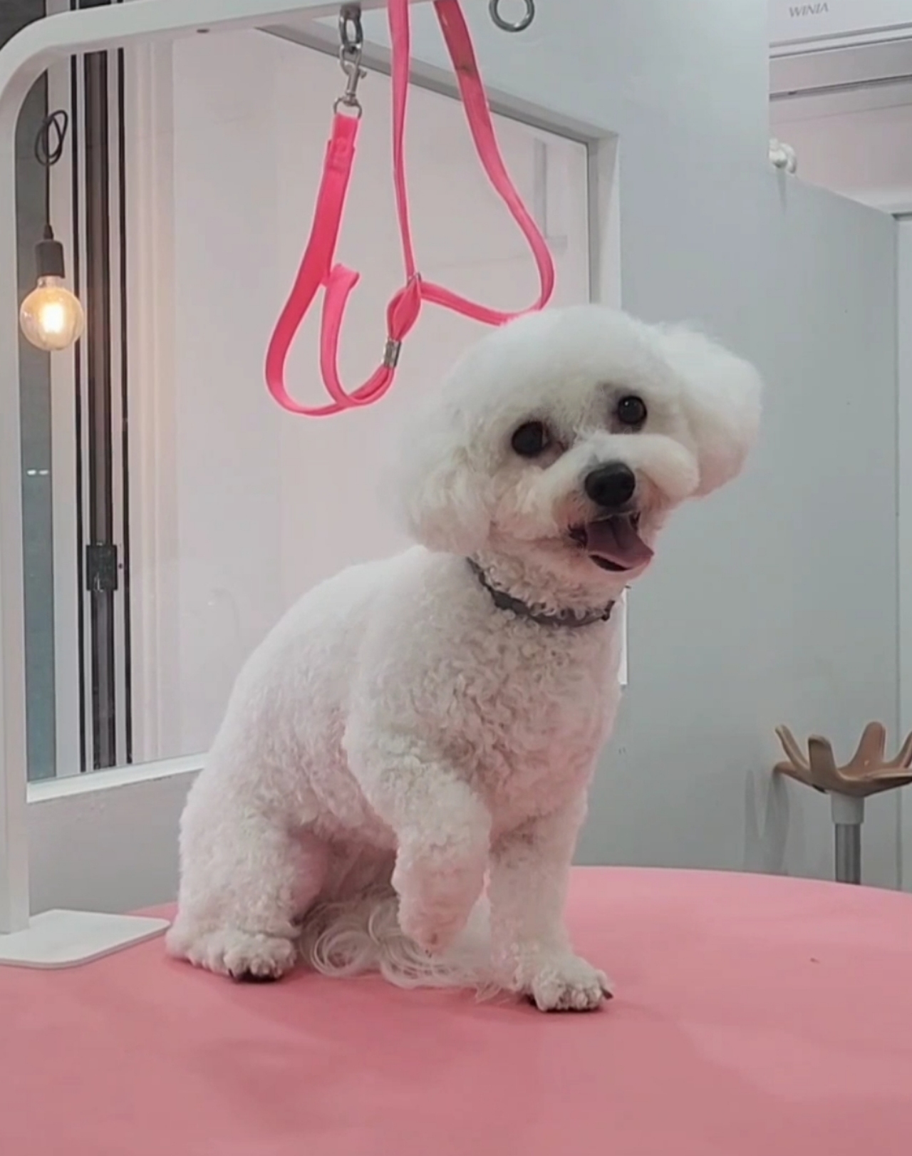 귀여븐댕 대표 이미지