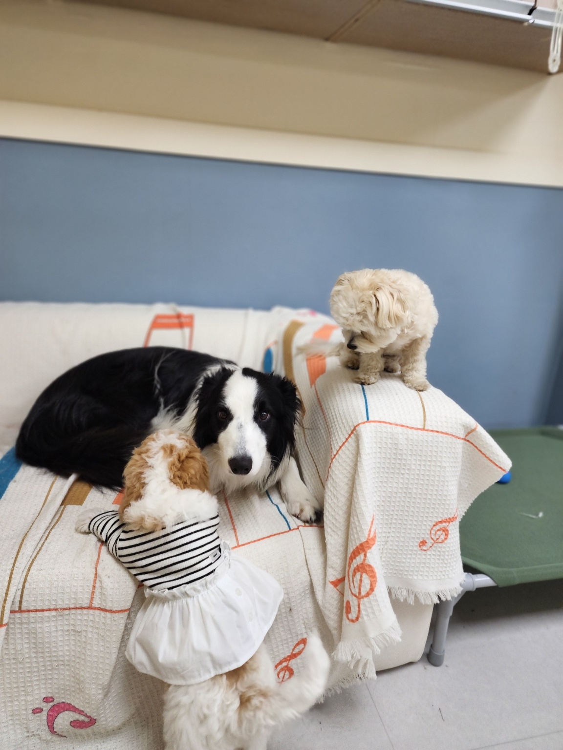 도그포레 강아지유치원 대표 이미지