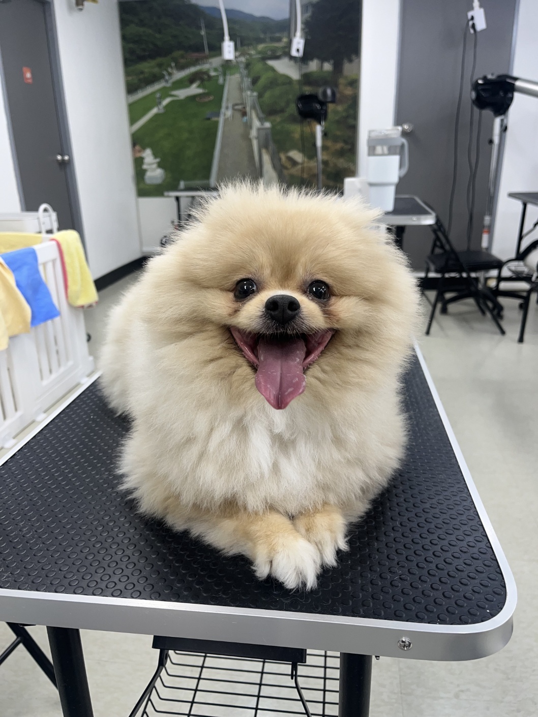 종로애견미용학원 이바우펫 대표 이미지