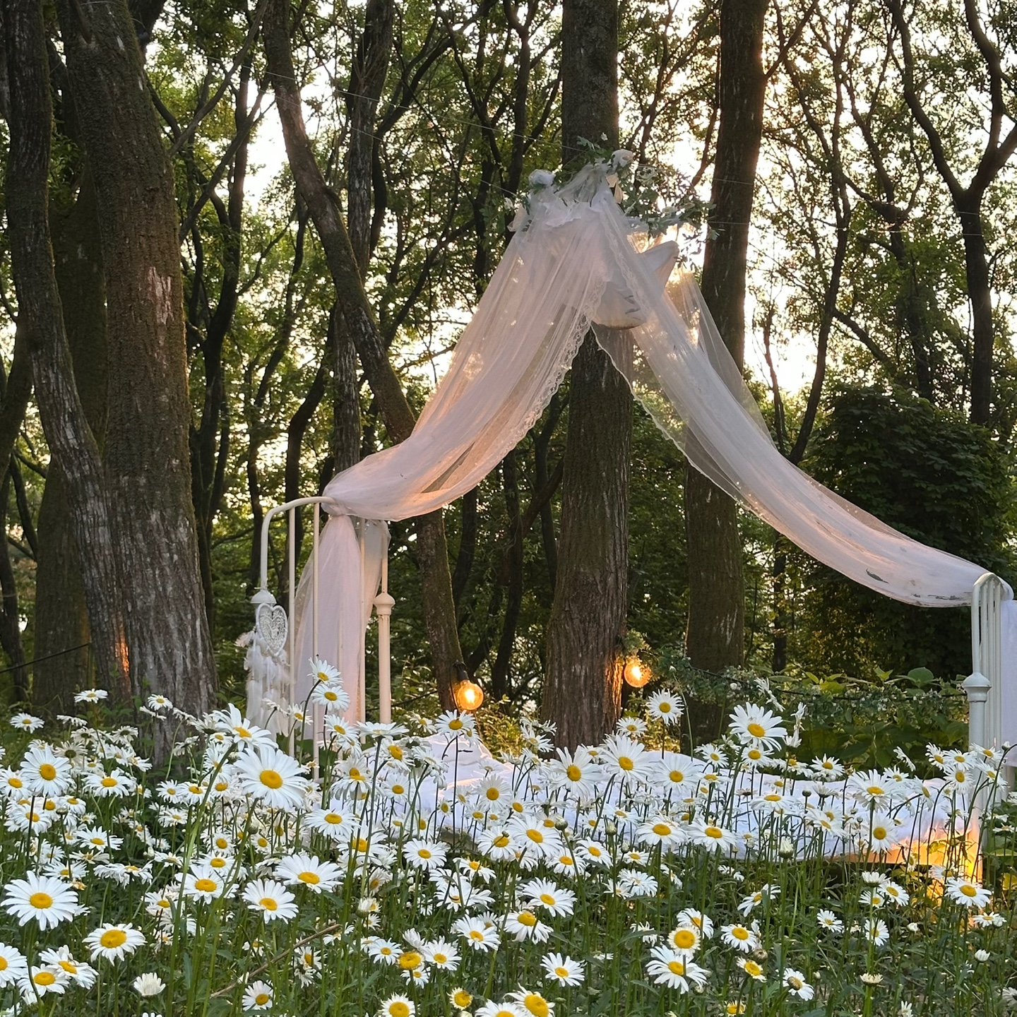 숲너울 설명사진