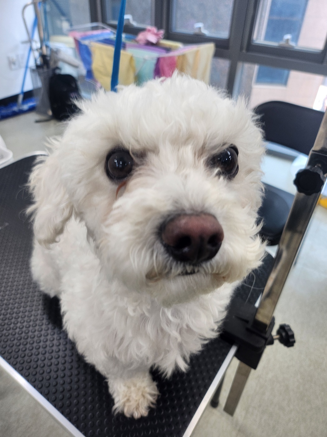 이바우펫애견미용학원 종로아카데미 대표 이미지