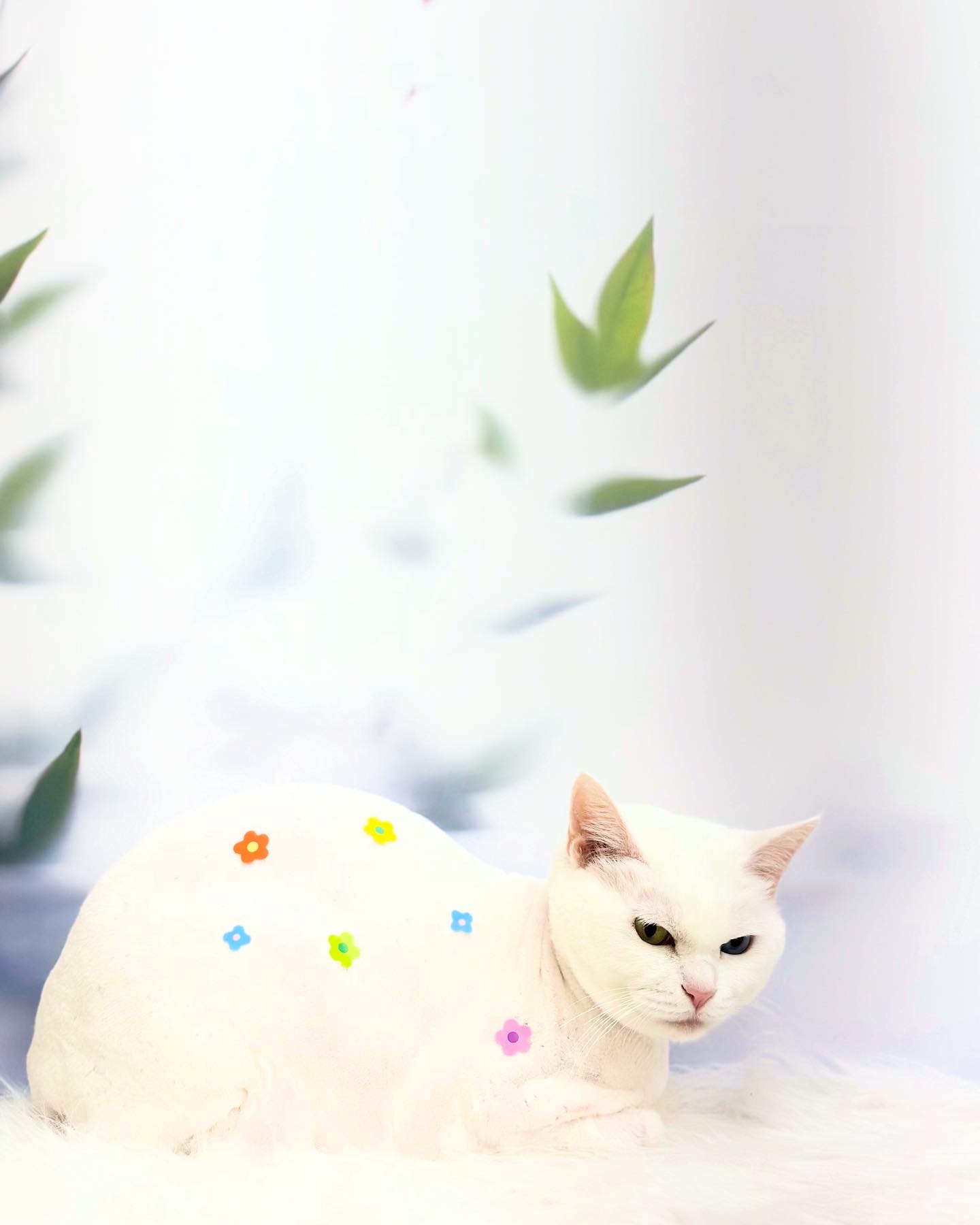 멍멍묭 대표 이미지