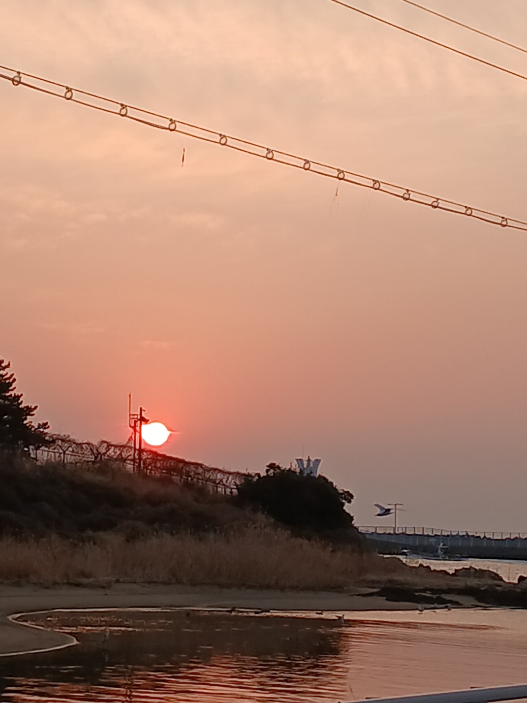 들꽃 2