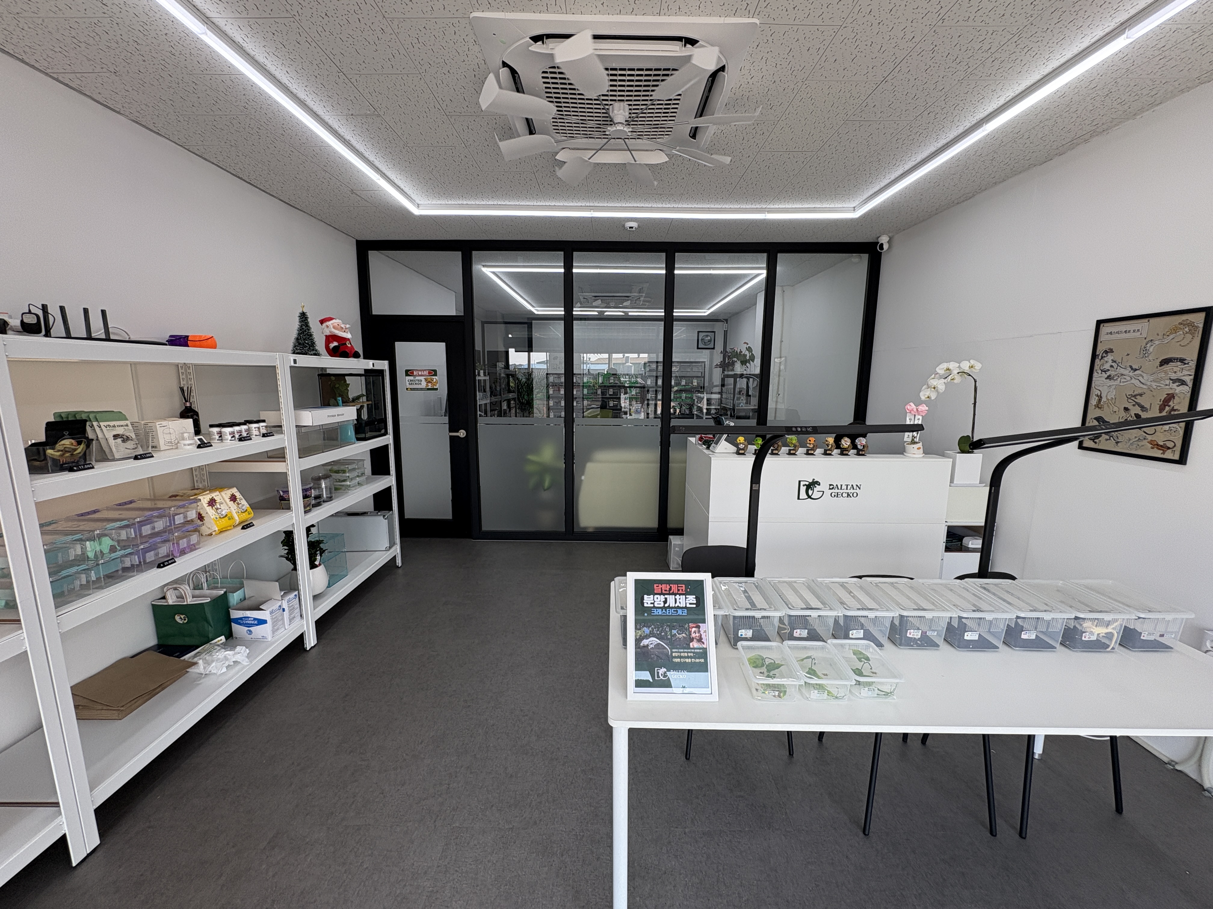 달탄게코 대표 이미지