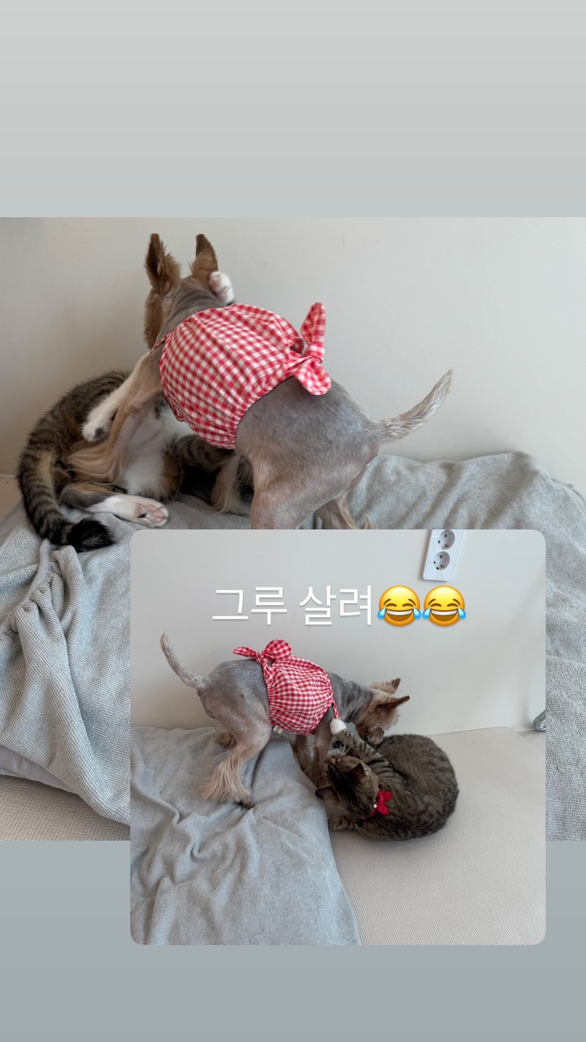 그루댕 대표 이미지