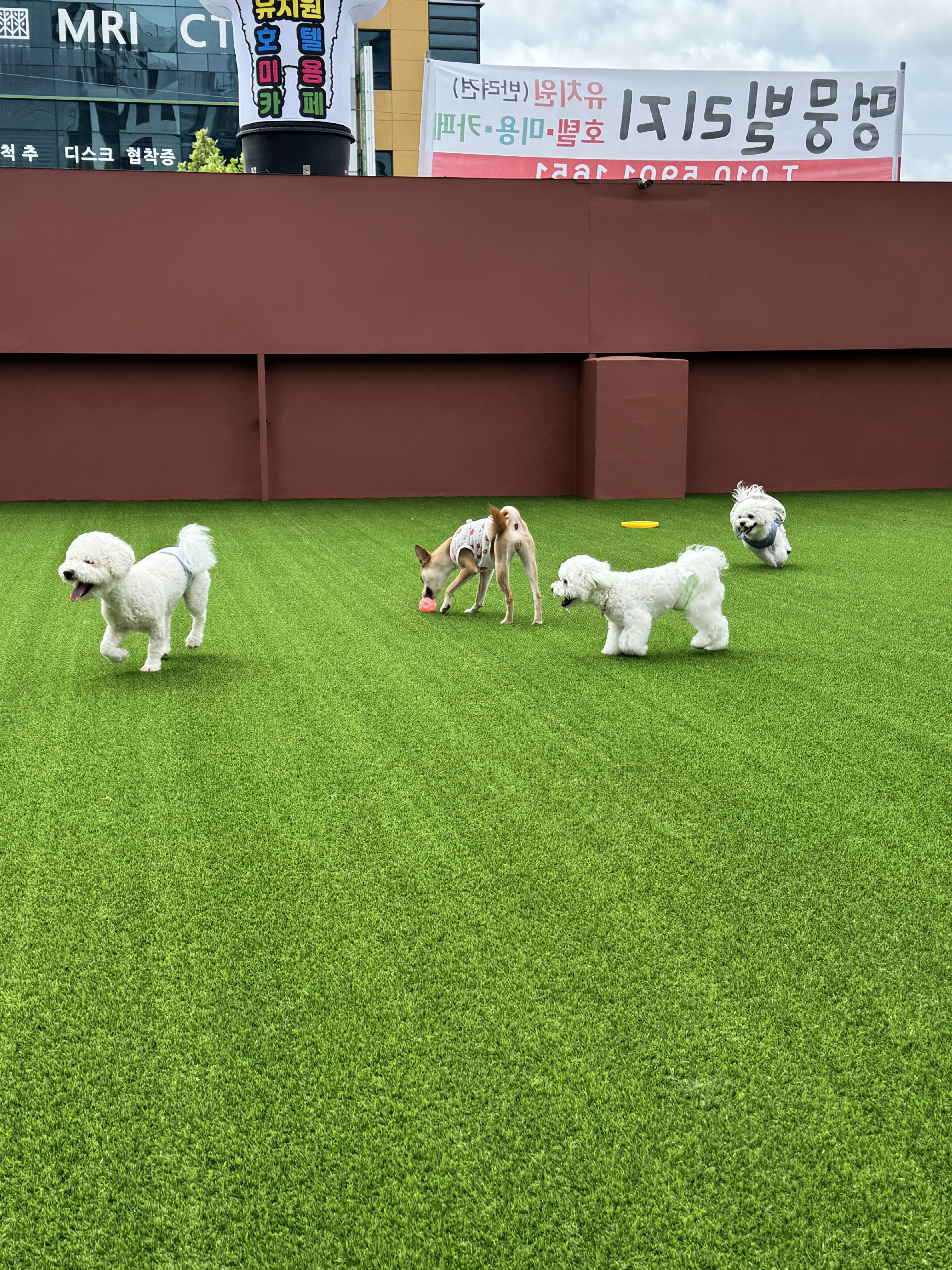 멍뭉빌리지 청주점 대표 이미지