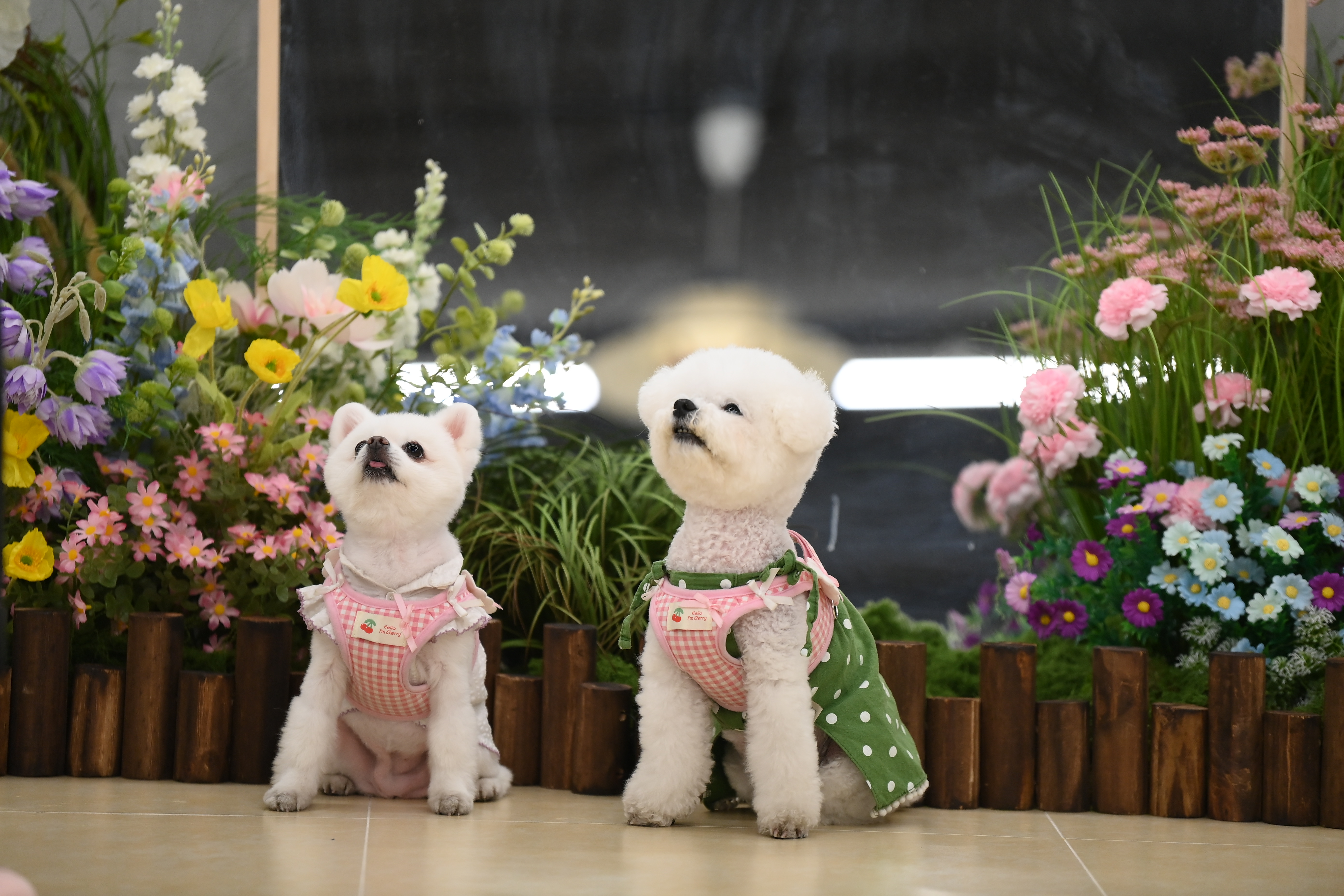 꼬또로몽 대표 이미지