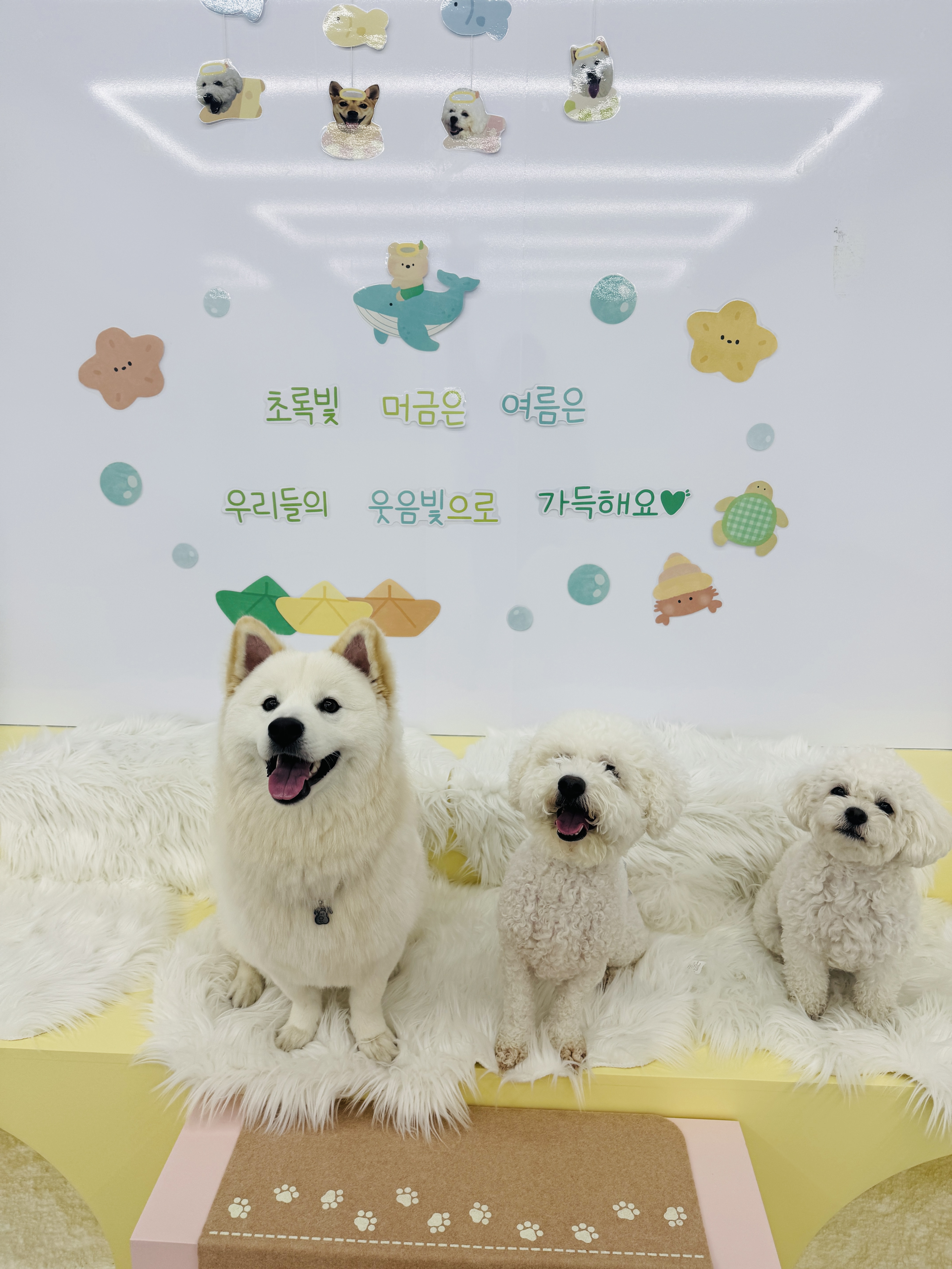 멍뭉빌리지 청주점 대표 이미지