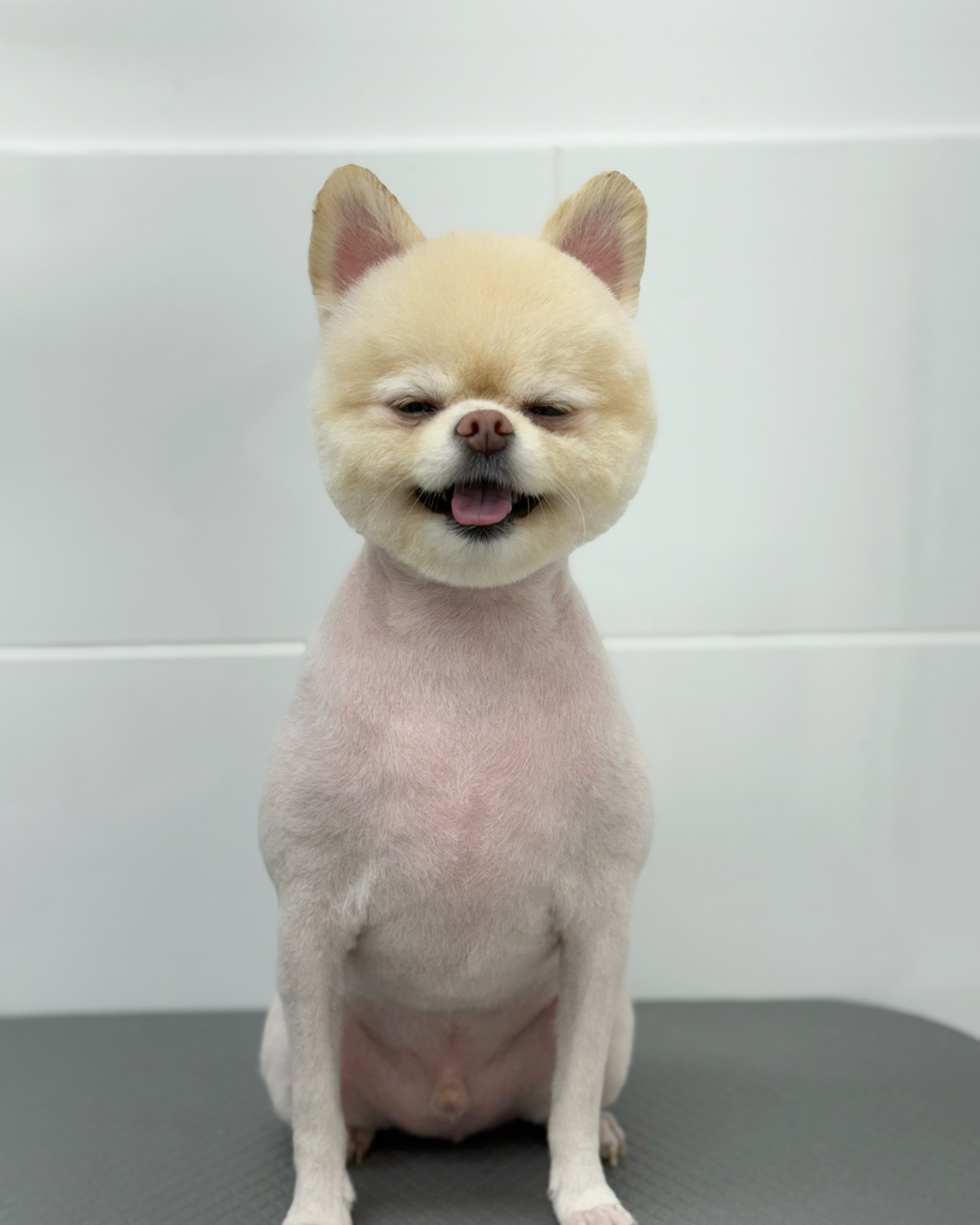 뽀송하개 대표 이미지