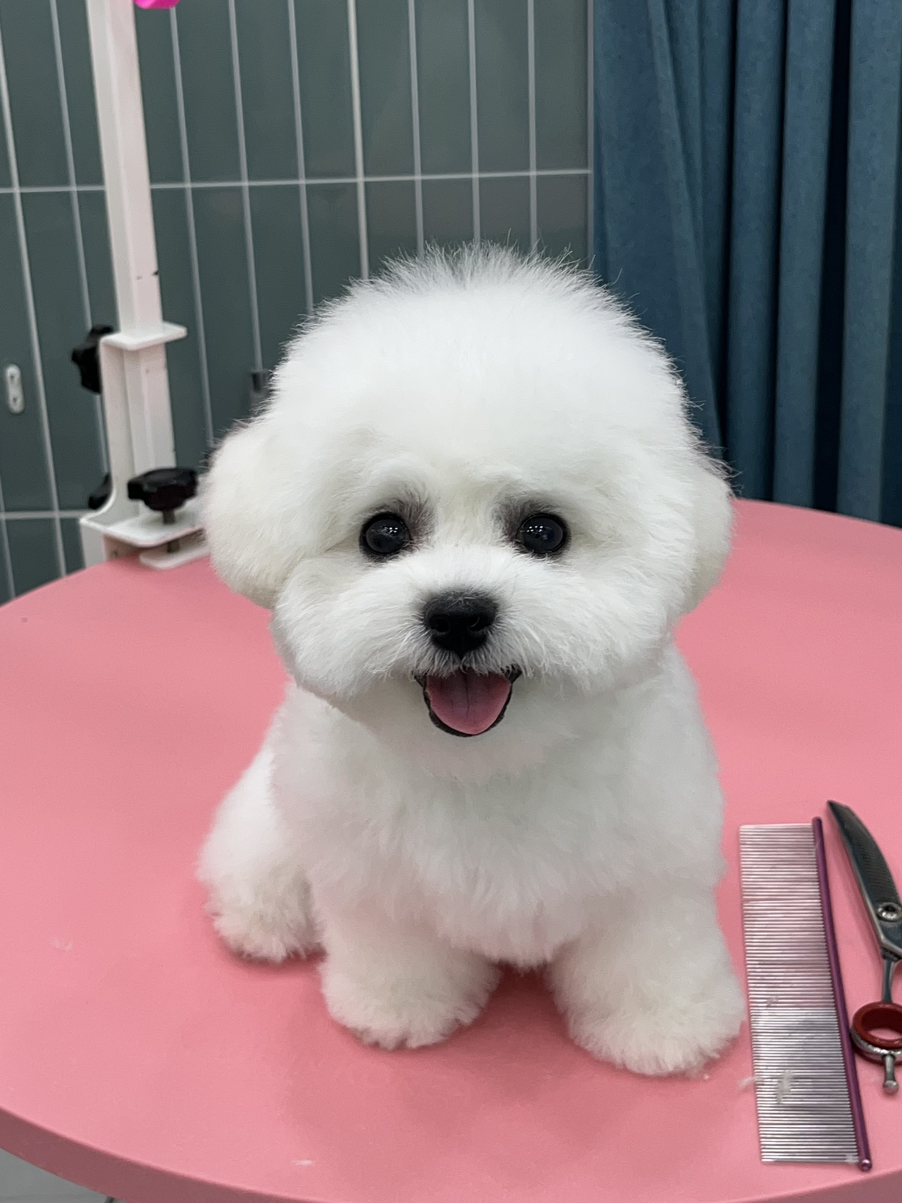 멍데렐라 대표 이미지
